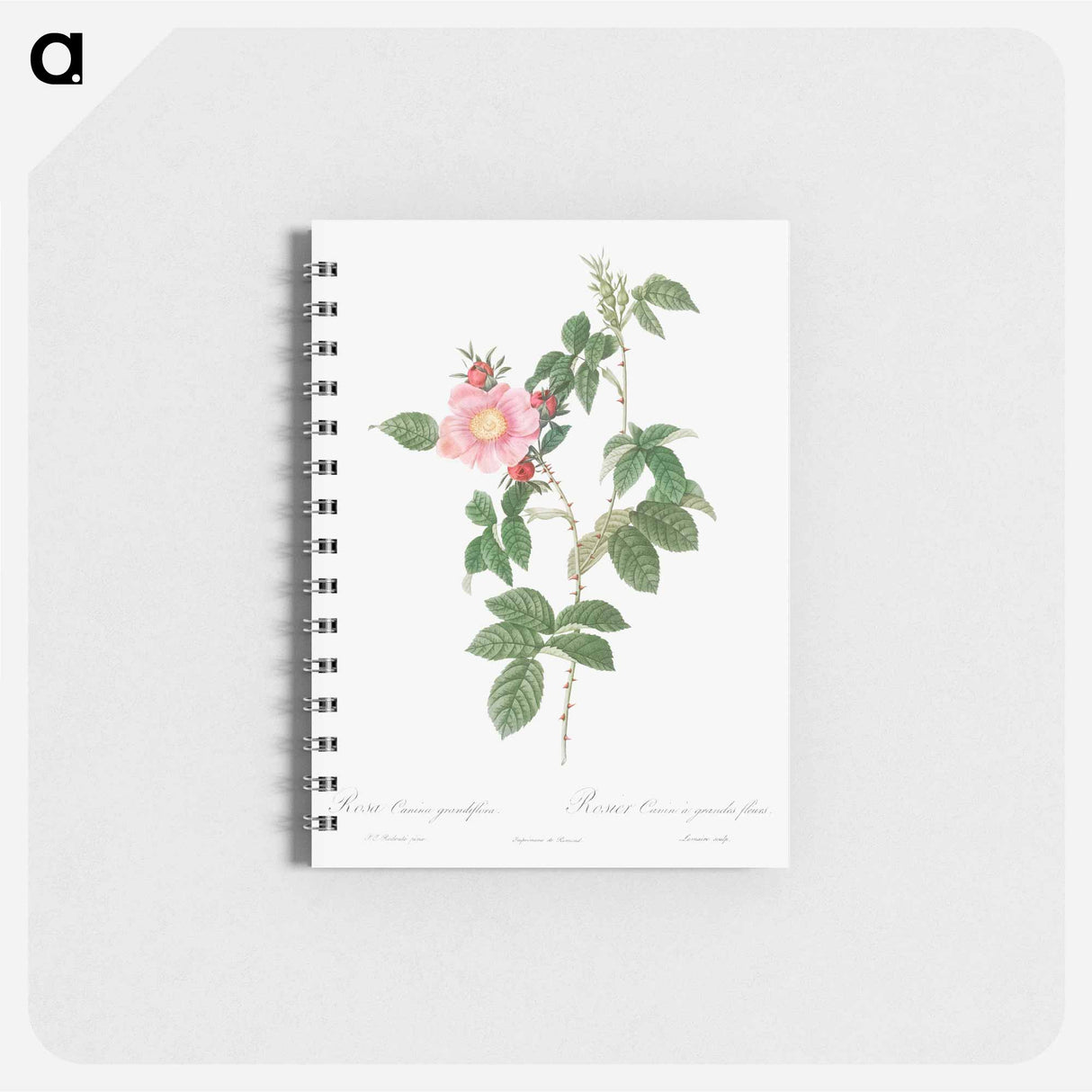 Dog Rose - ピエール ジョゼフ ルドゥーテ Memo.