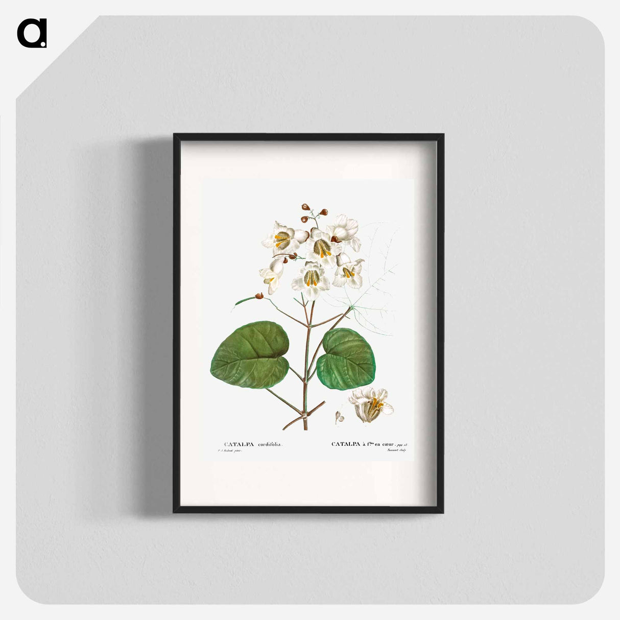 アートポスター-Catalpa cordifolia - ピエール ジョゼフ ルドゥーテ Poster.