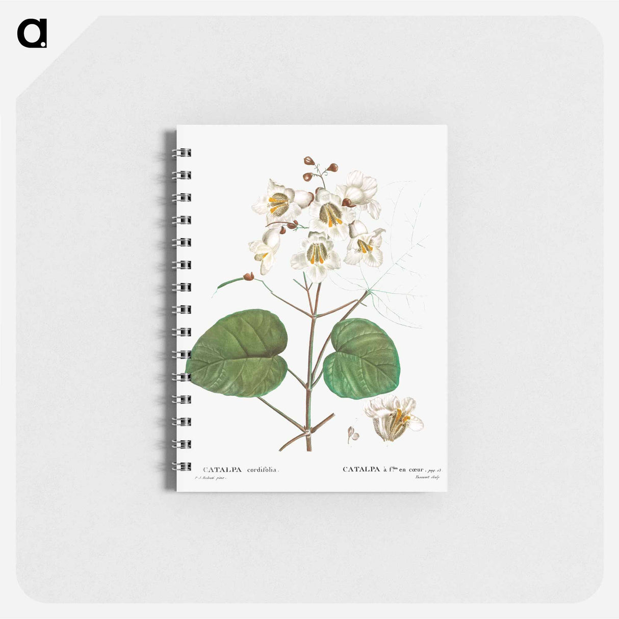 Catalpa cordifolia - ピエール ジョゼフ ルドゥーテ Memo.