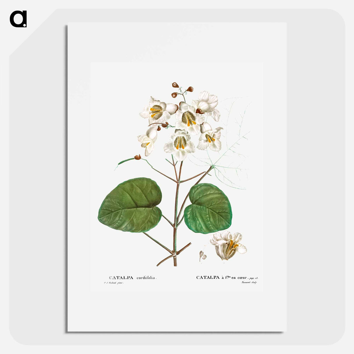 アートポスター-Catalpa cordifolia - ピエール ジョゼフ ルドゥーテ Poster.