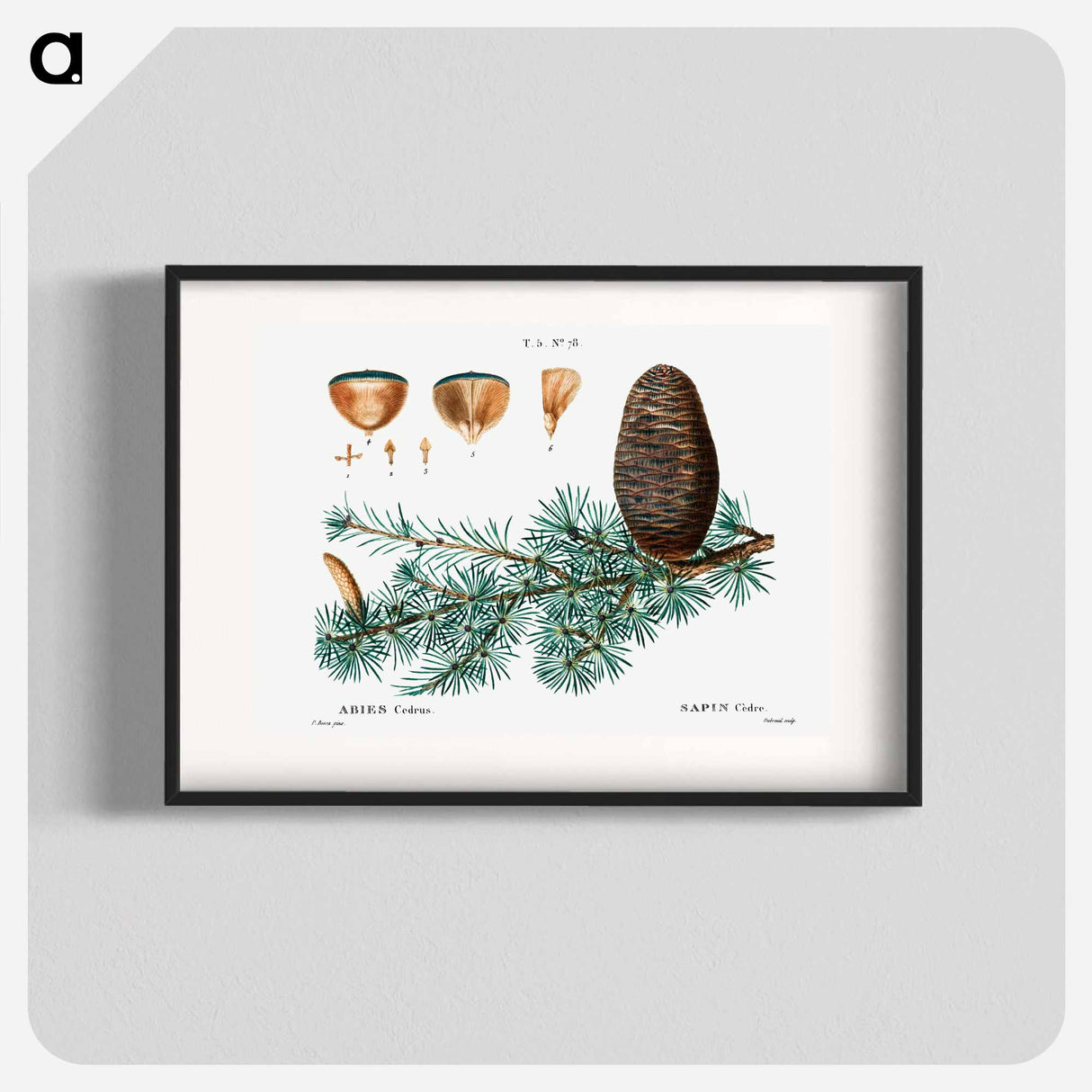 Cedar of Lebanon - Pierre Joseph Redouté Poster.