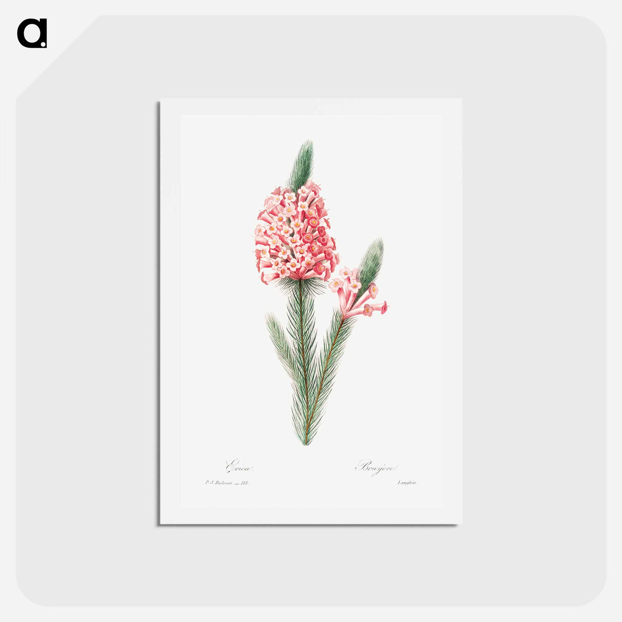 アートポストカード-Heather - ピエール ジョゼフ ルドゥーテ Postcard.