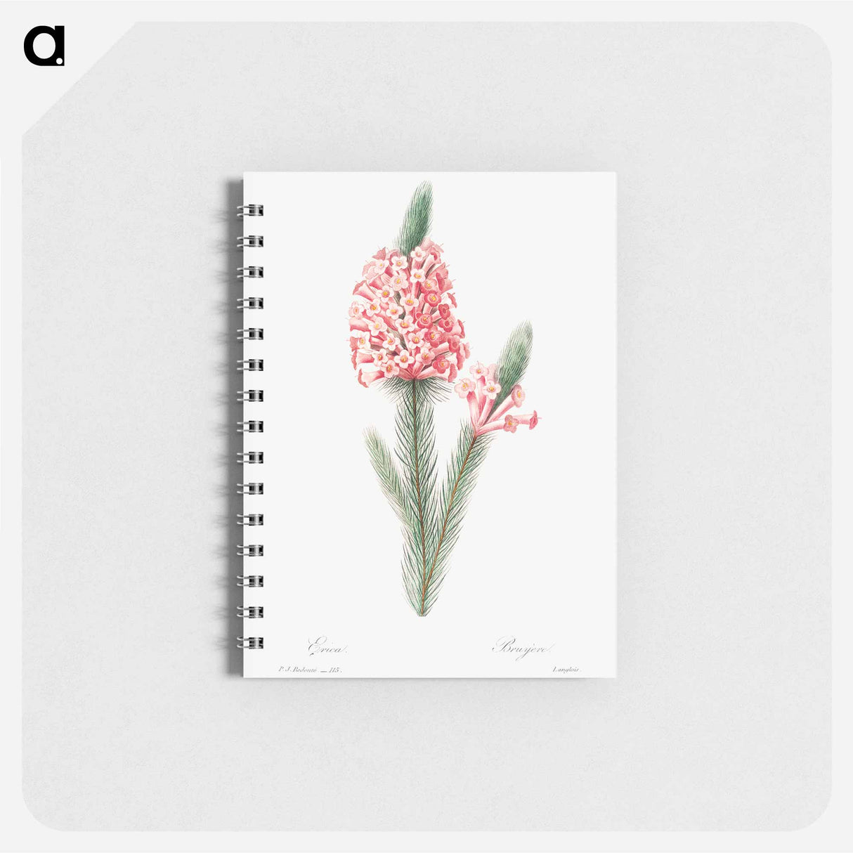 Heather - ピエール ジョゼフ ルドゥーテ Memo.