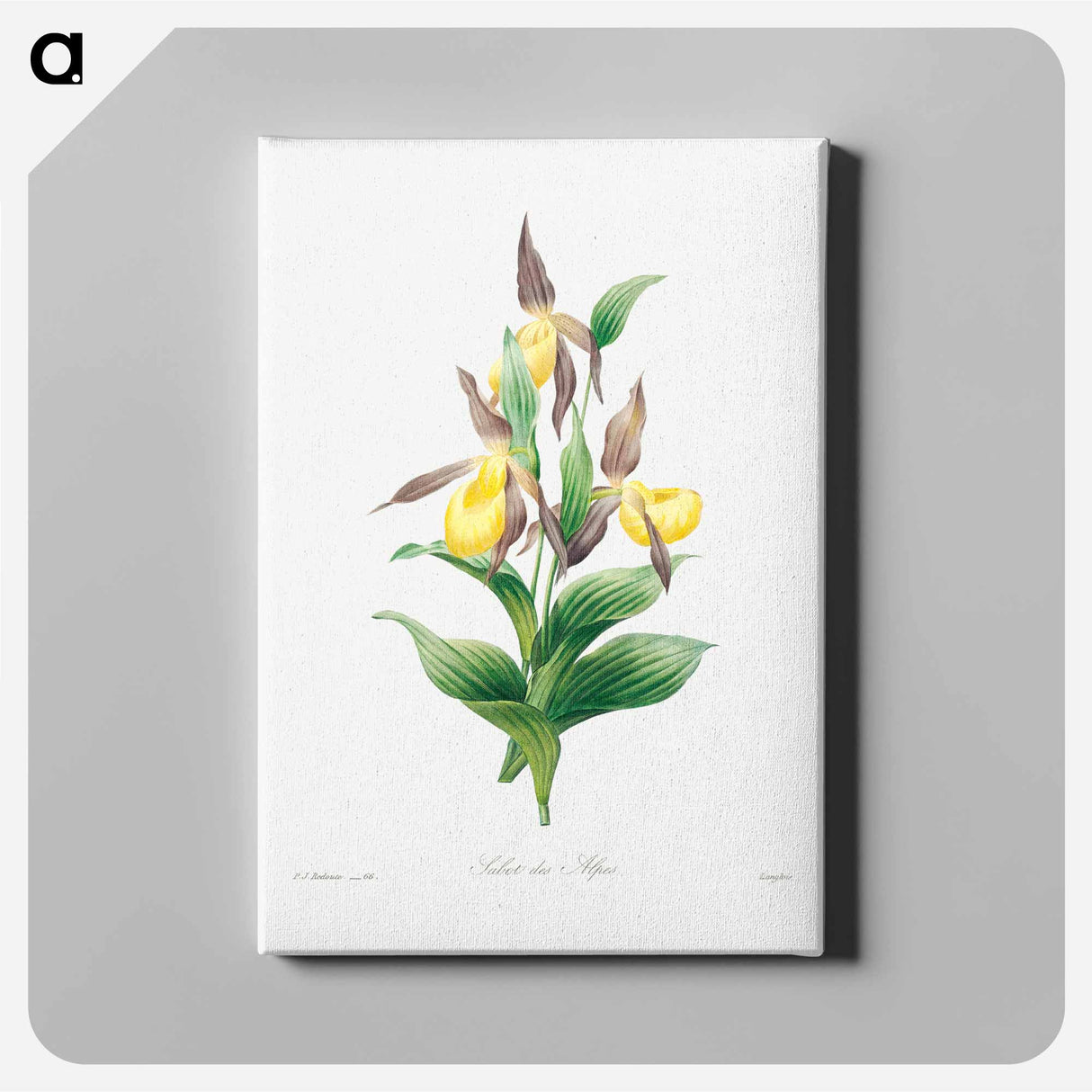 アートパネル-Yellow lady slipper - ピエール ジョゼフ ルドゥーテ Canvas.