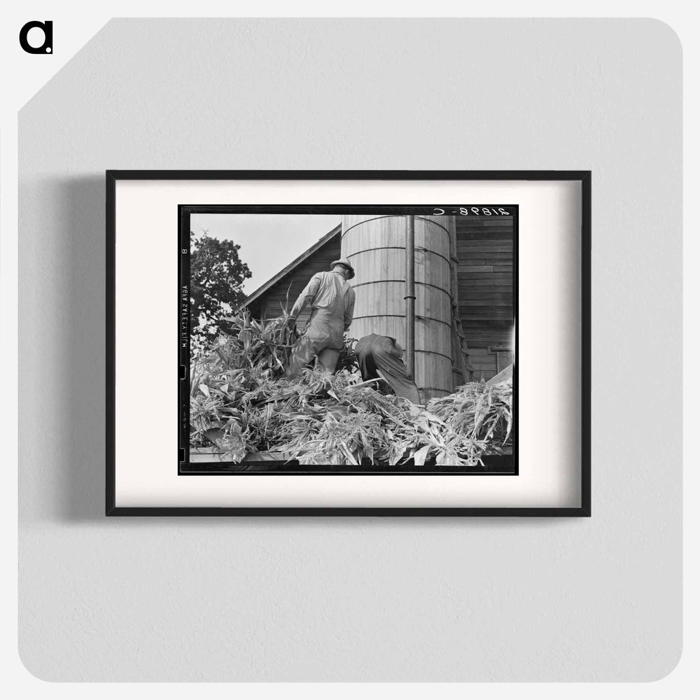 Cooperating farmers feeding corn from the wagon through the ensilage cutter - Dorothea Lange Poster.