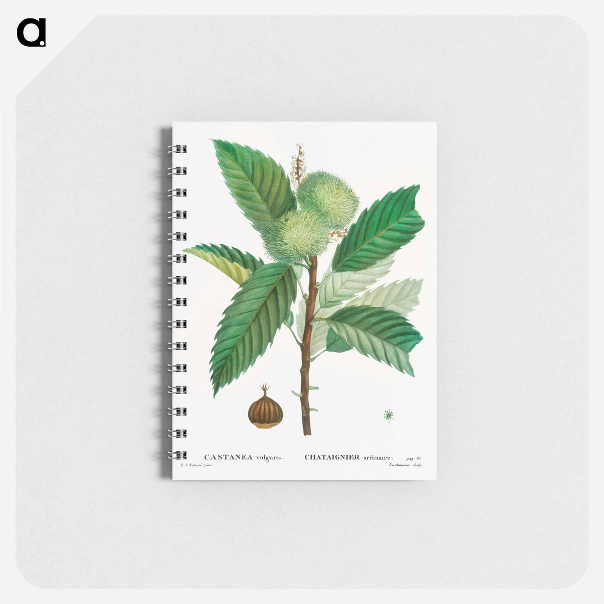 Sweet chestnut - ピエール ジョゼフ ルドゥーテ Memo.