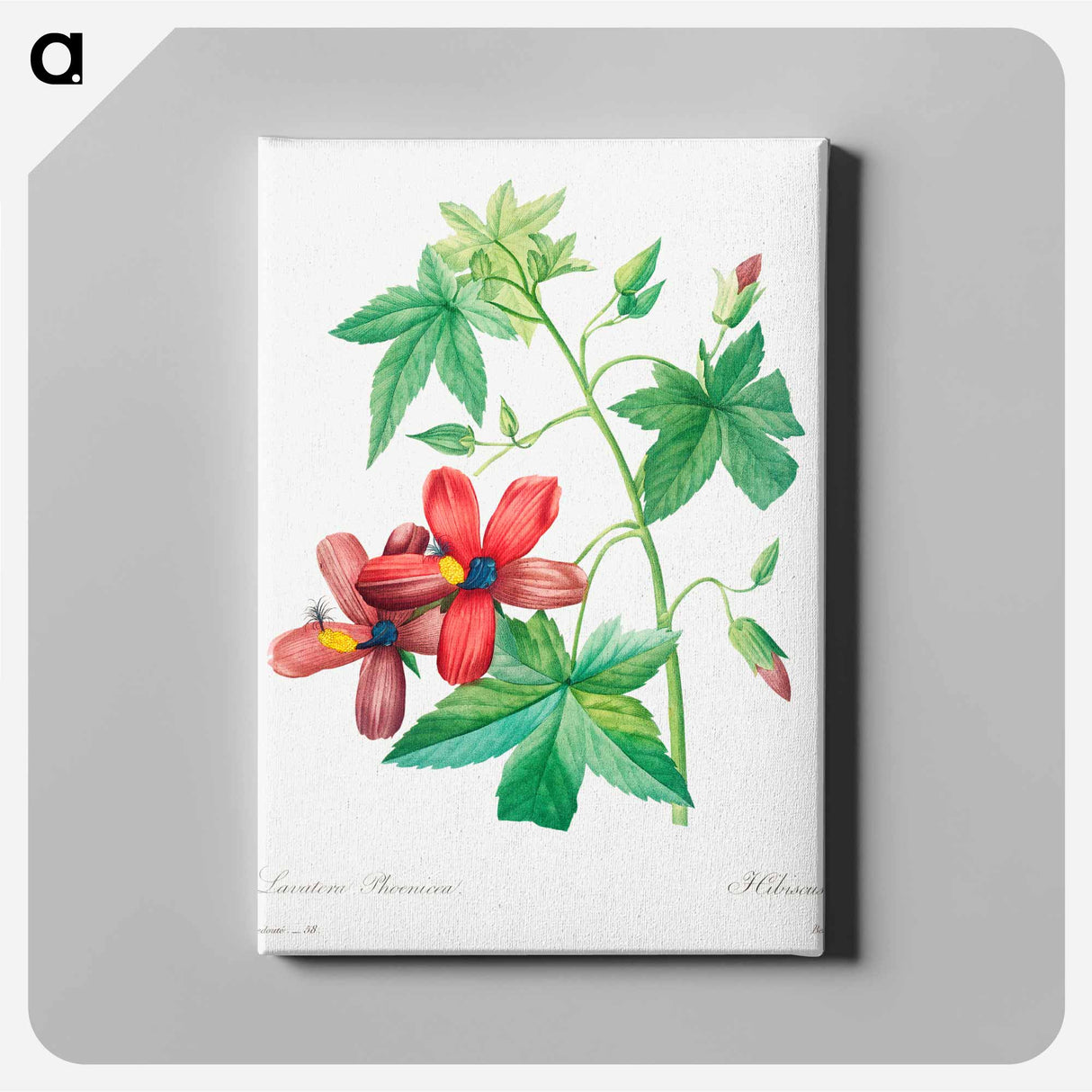 アートパネル-Lavatera phonica - ピエール ジョゼフ ルドゥーテ Canvas.