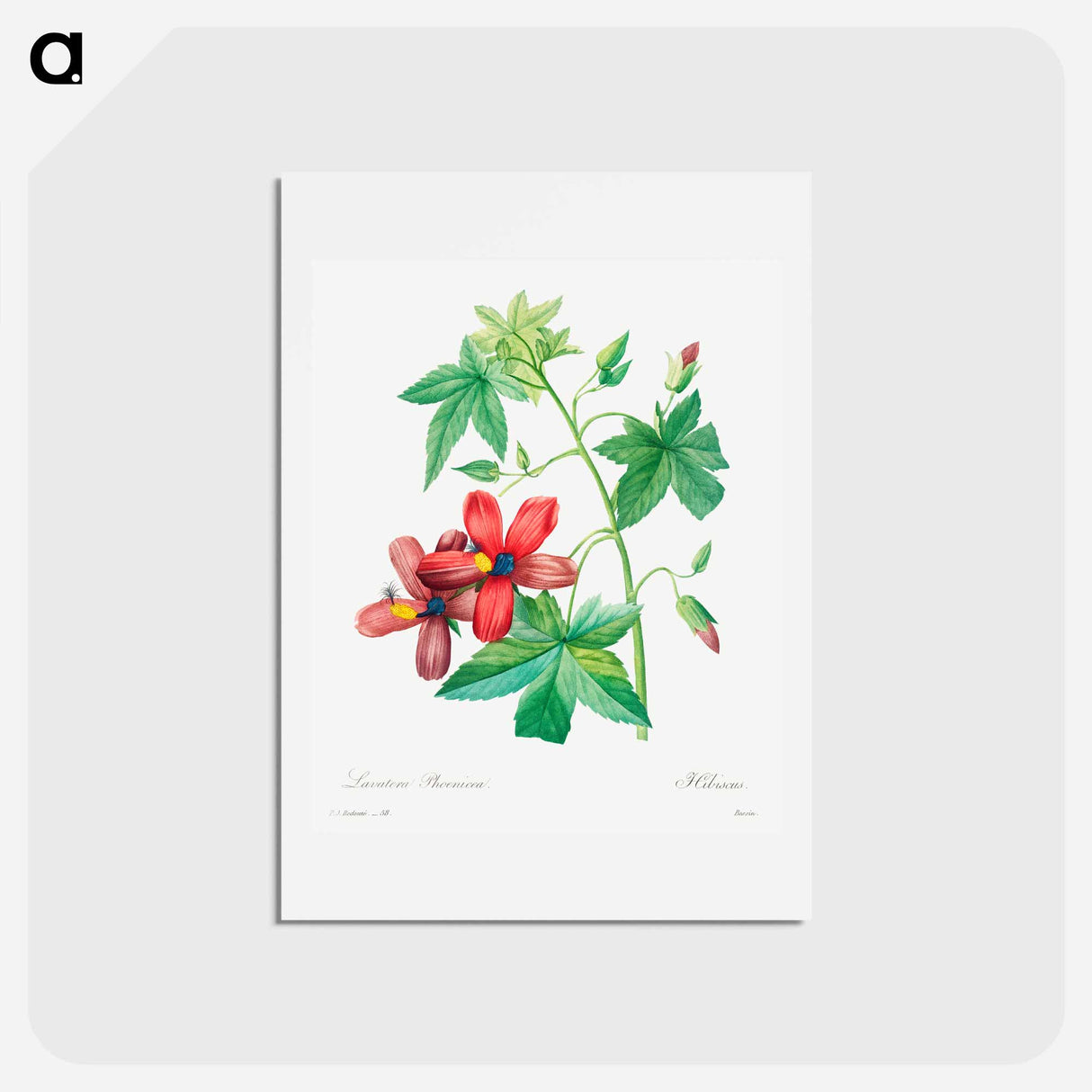 アートポストカード-Lavatera phonica - ピエール ジョゼフ ルドゥーテ Postcard.