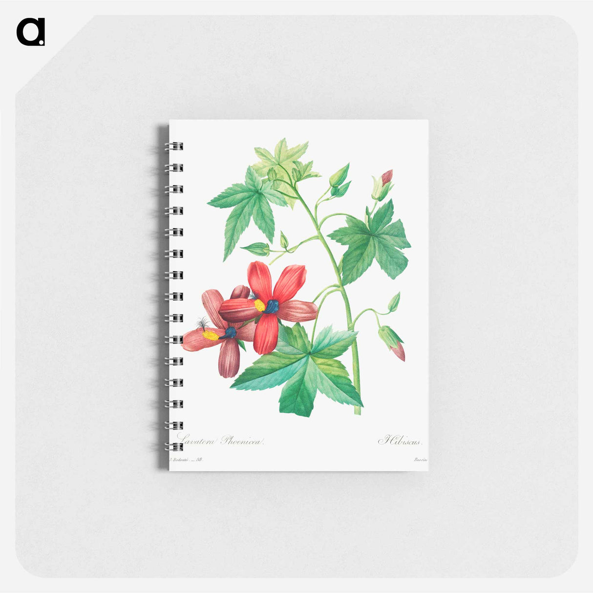 Lavatera phonica - ピエール ジョゼフ ルドゥーテ Memo.