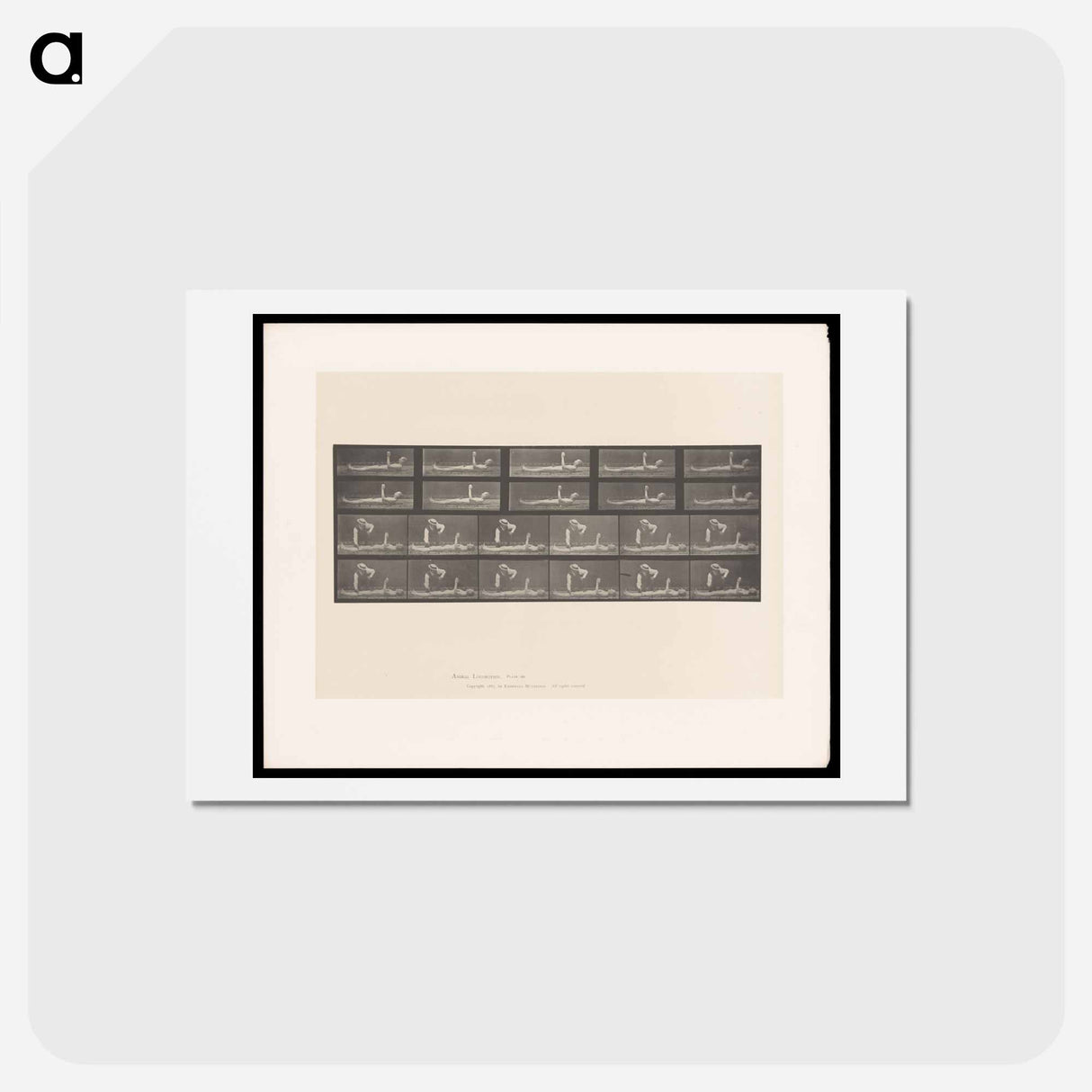 アートポストカード-Motion and Contact
- エドワード マイブリッジ Postcard.