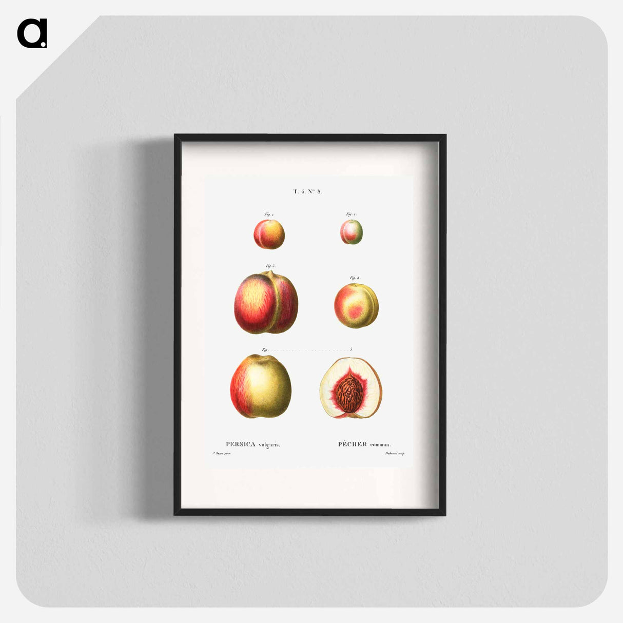 Peach (Persica vulgaris) - Pierre Joseph Redouté Poster.