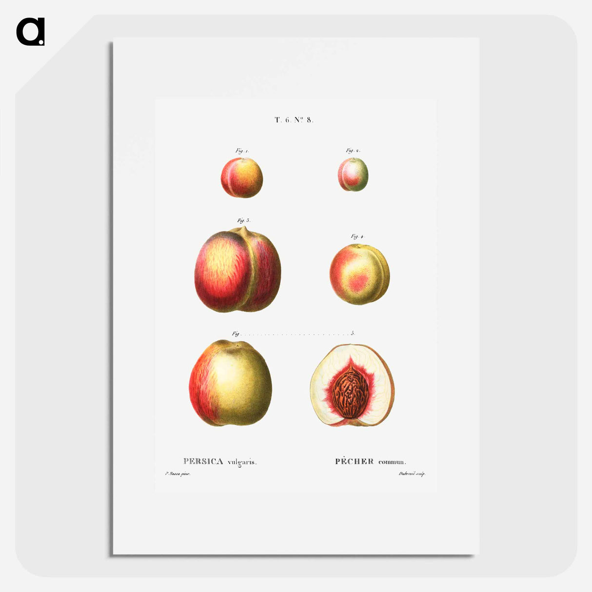 Peach (Persica vulgaris) - Pierre Joseph Redouté Poster.
