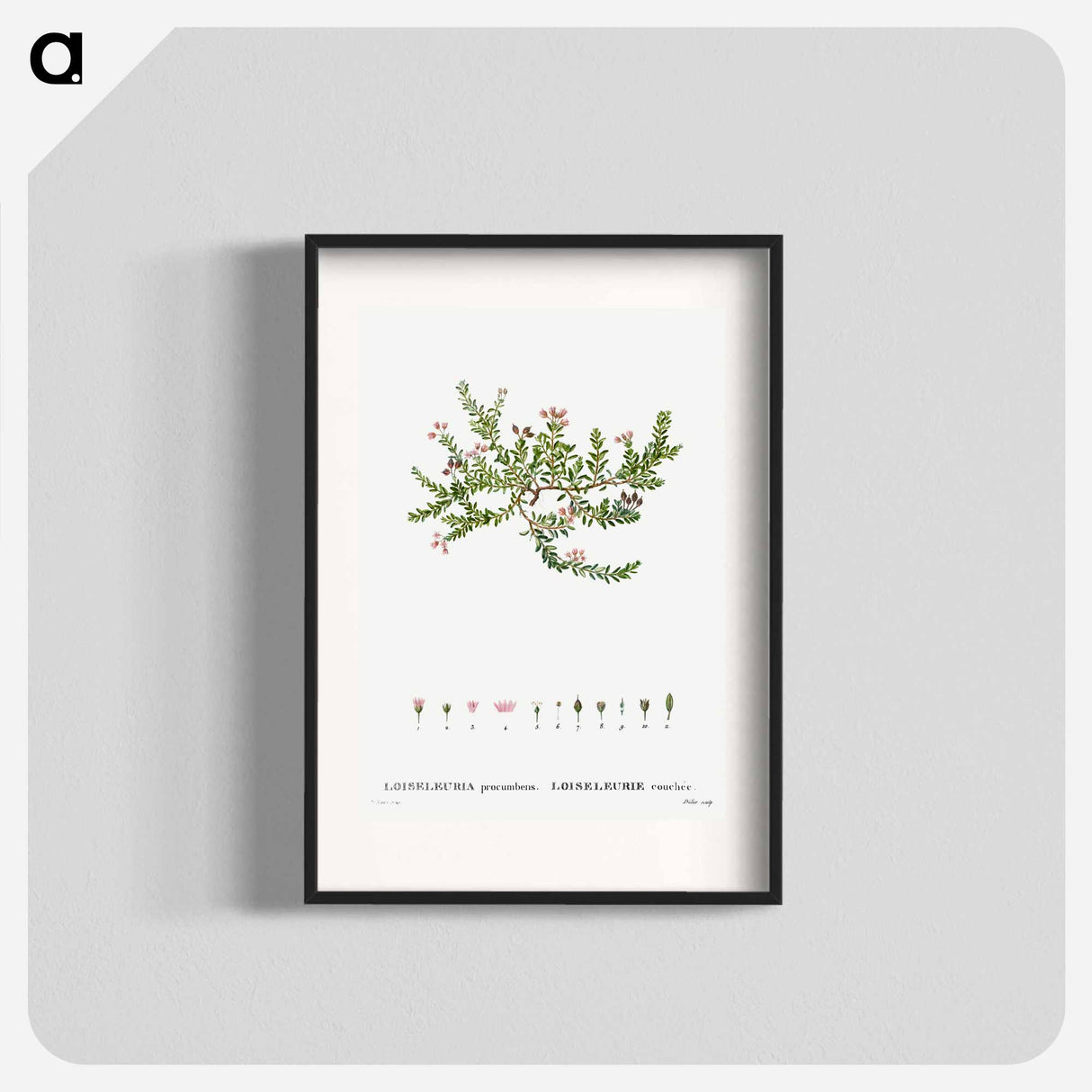 アートポスター-Alpine azalea, Loiseleuria procumbens - ピエール ジョゼフ ルドゥーテ Poster.