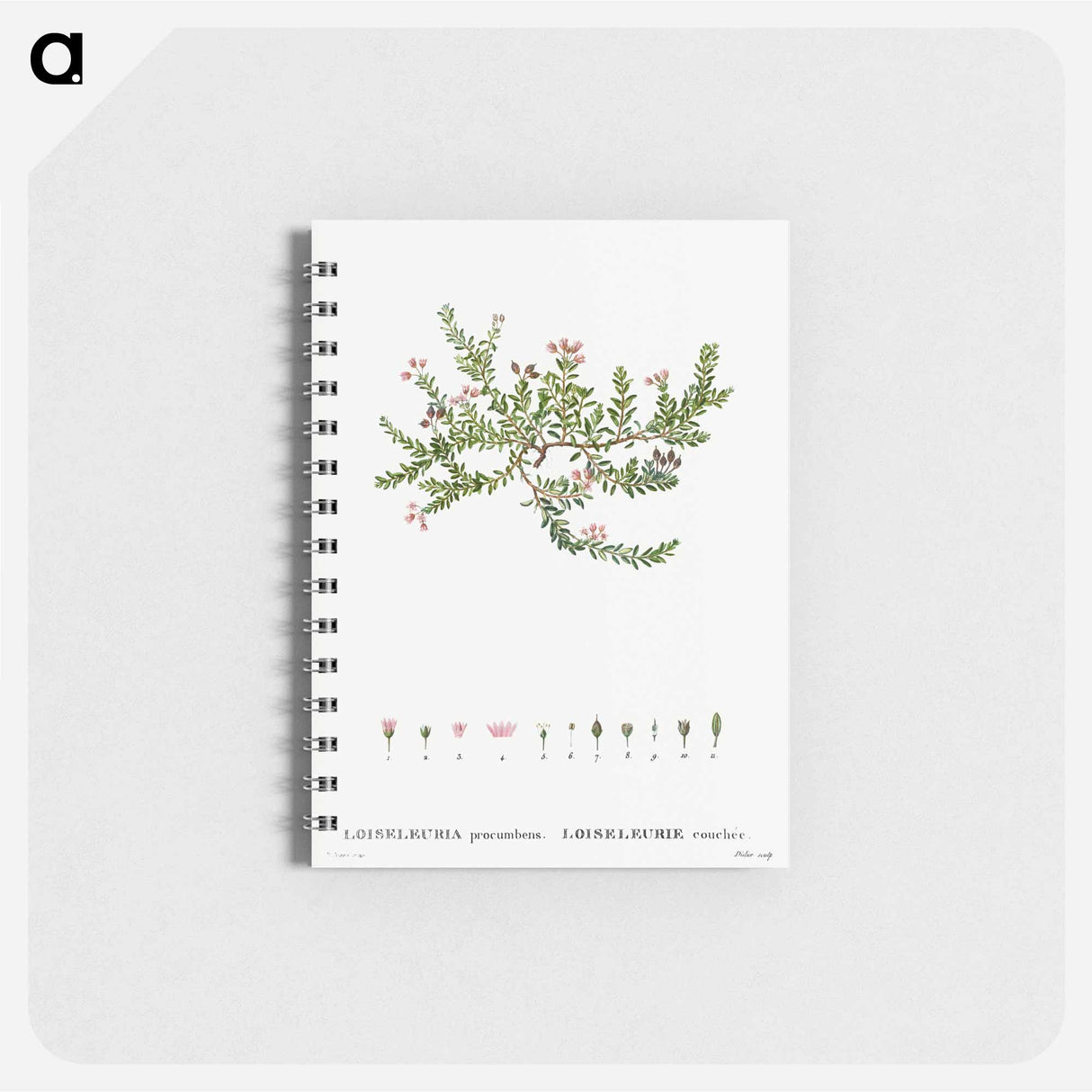 Alpine azalea, Loiseleuria procumbens - ピエール ジョゼフ ルドゥーテ Memo.