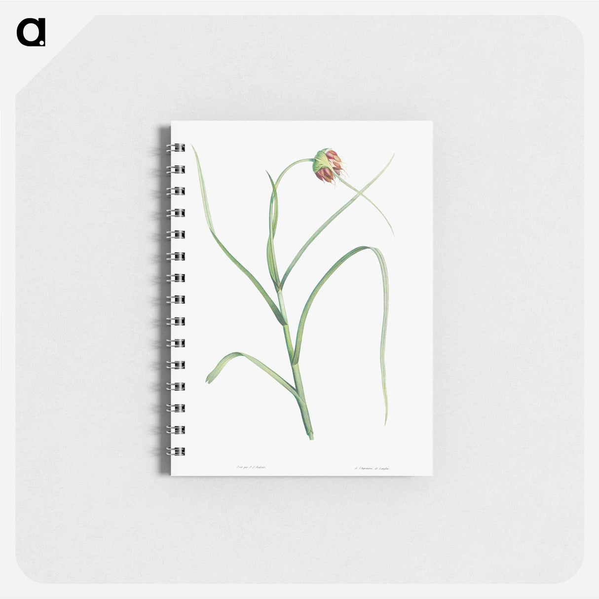 Cultivated garlic - ピエール ジョゼフ ルドゥーテ Memo.