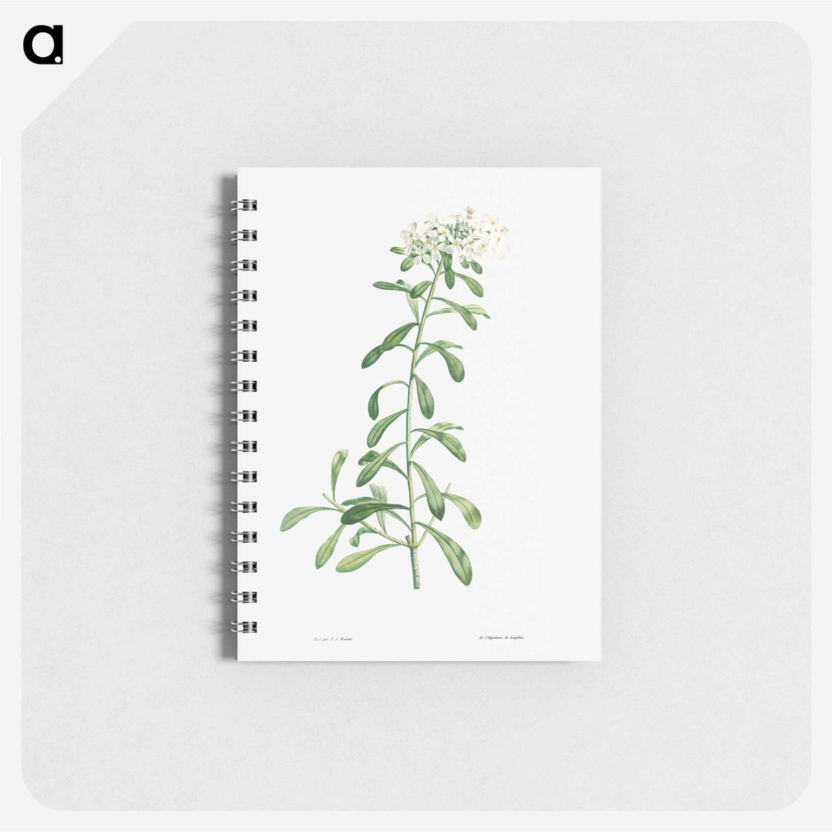 アートメモ帳-Cluster of small white flowers - ピエール ジョゼフ ルドゥーテ Memo.