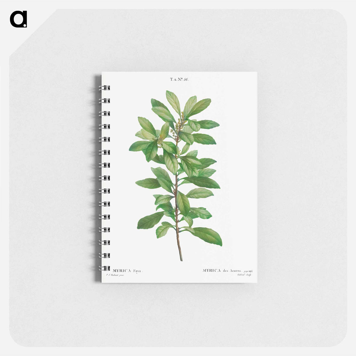 Firetree, Myrica faya - ピエール ジョゼフ ルドゥーテ Memo.