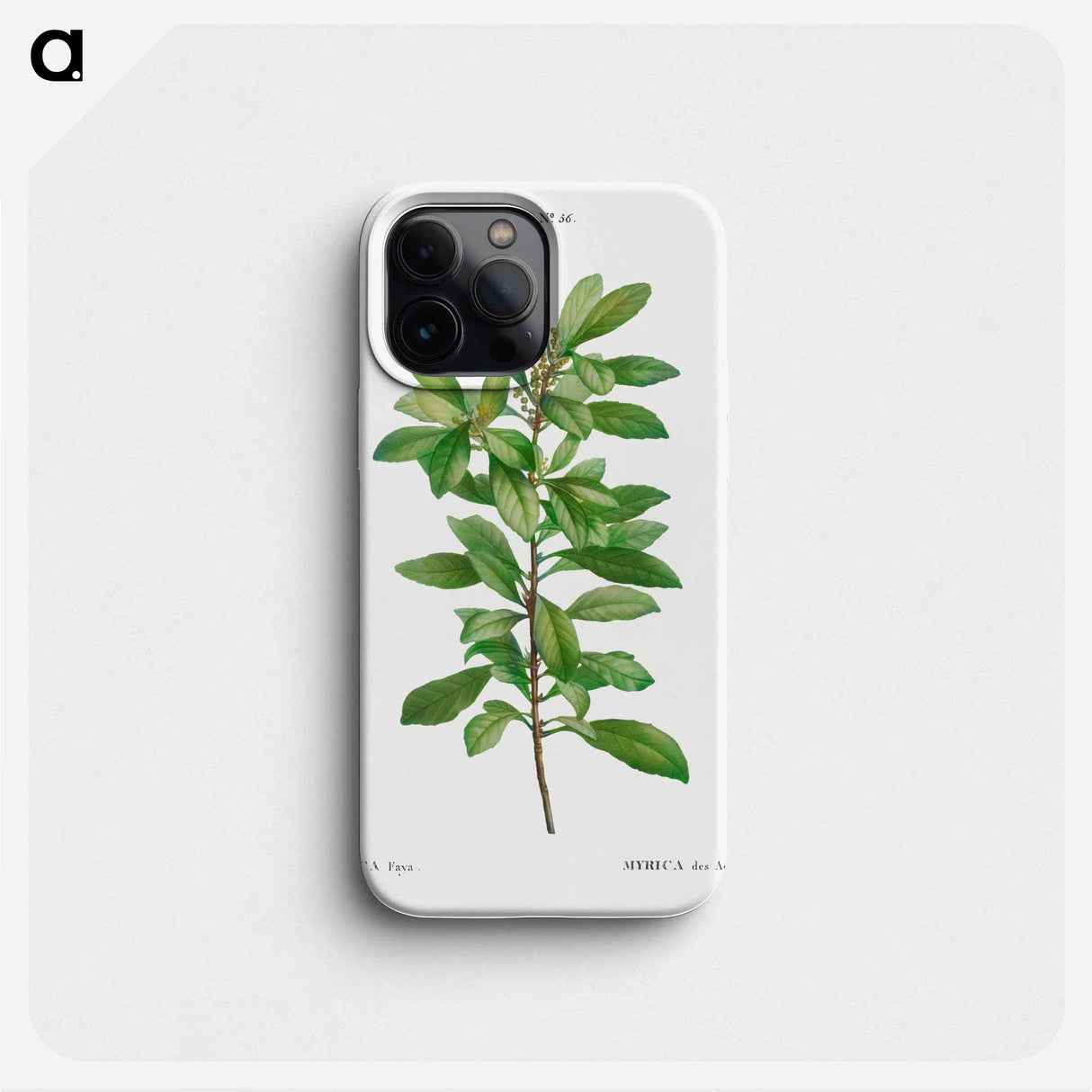 Firetree, Myrica faya - ピエール ジョゼフ ルドゥーテ Phone Case.