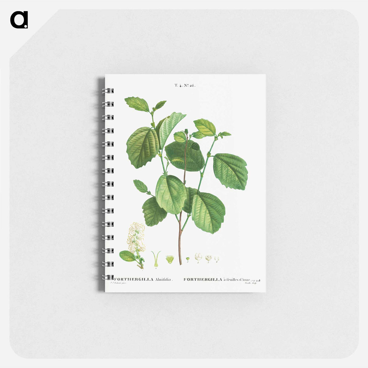 アートメモ帳-Witch alder - ピエール ジョゼフ ルドゥーテ Memo.