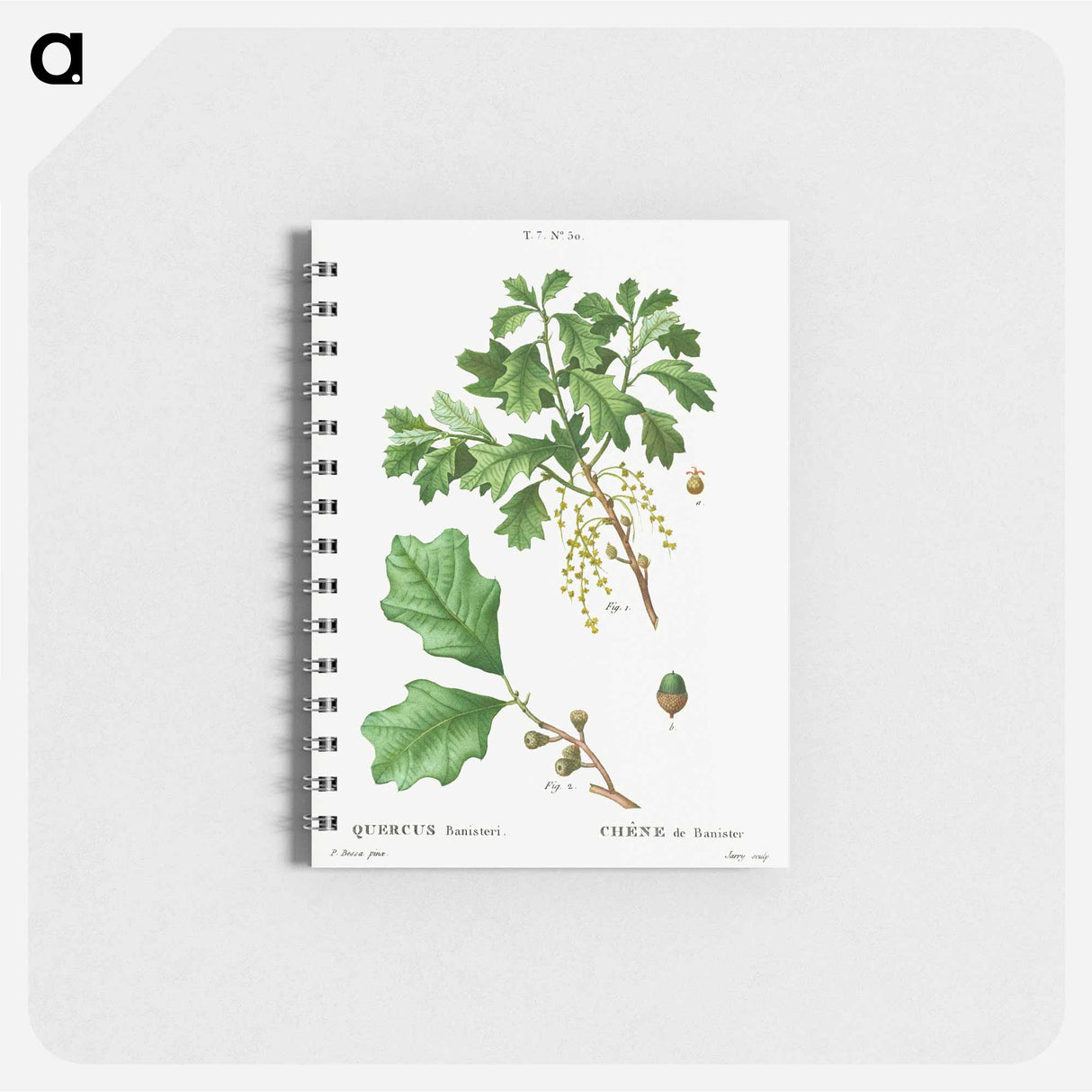 アートメモ帳-Bear oak, Quercus banisteri - ピエール ジョゼフ ルドゥーテ Memo.