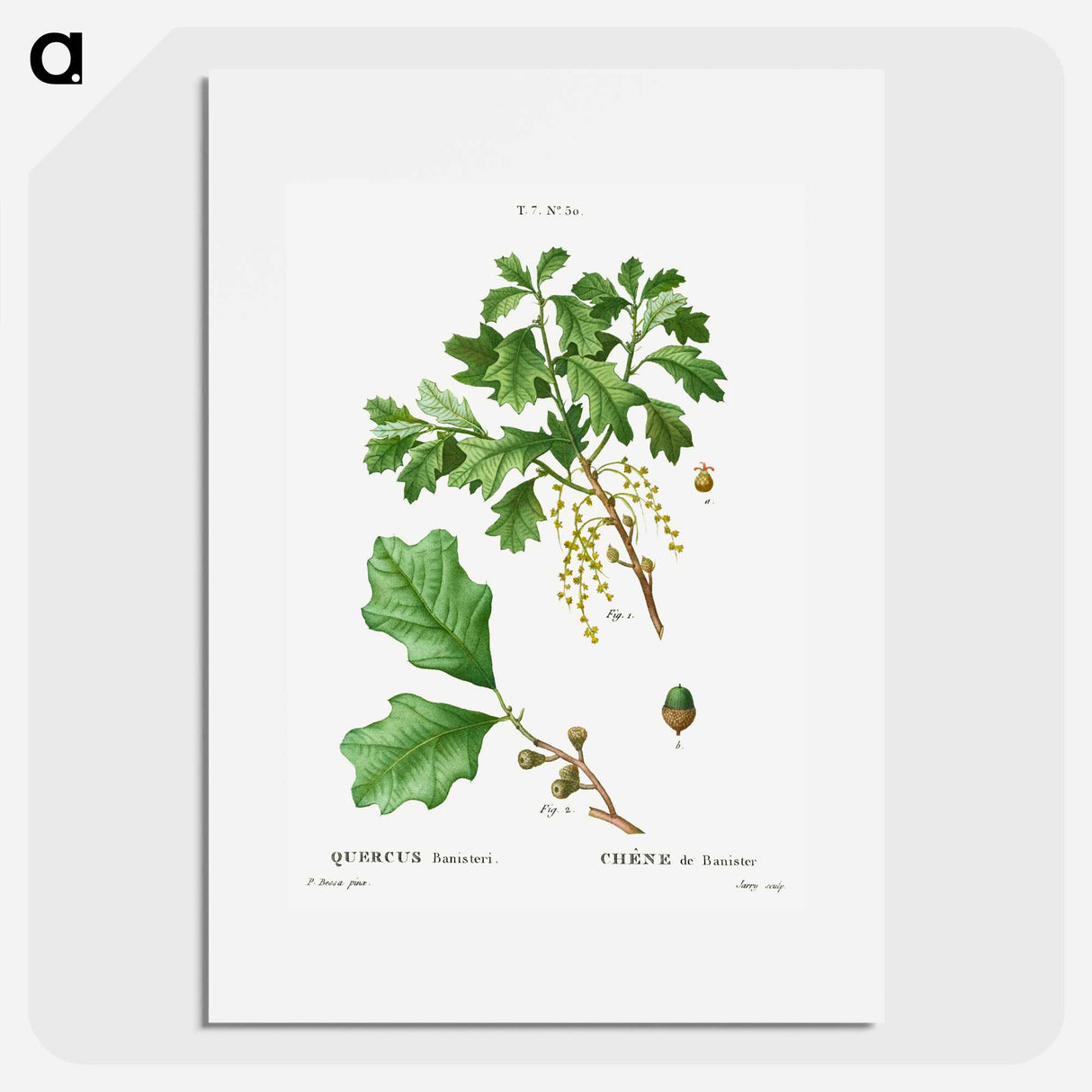 アートポスター-Bear oak, Quercus banisteri - ピエール ジョゼフ ルドゥーテ Poster.