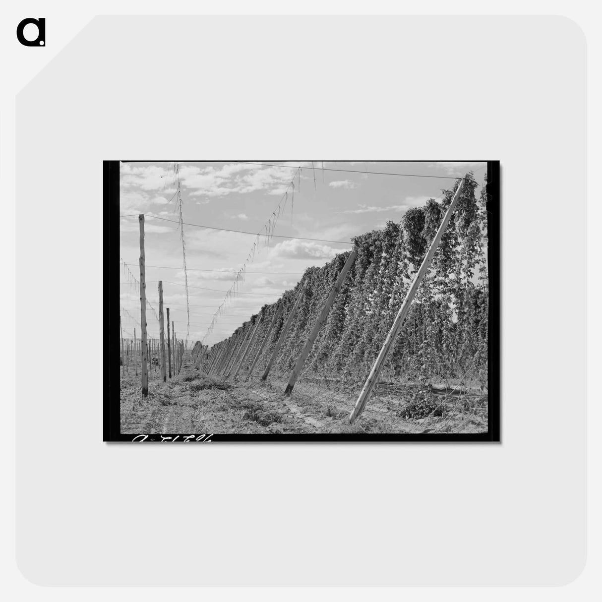 アートポストカード-Hop Vines, Yakima County
- ラッセル リー Postcard.