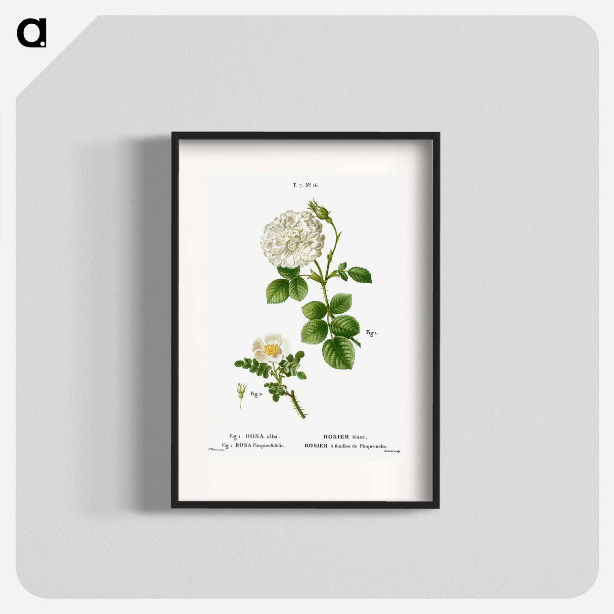 White rose of York, Rosa alba 2. Burnet rose, Rosa pimpinellifolia - Pierre-Joseph Redouté Poster.