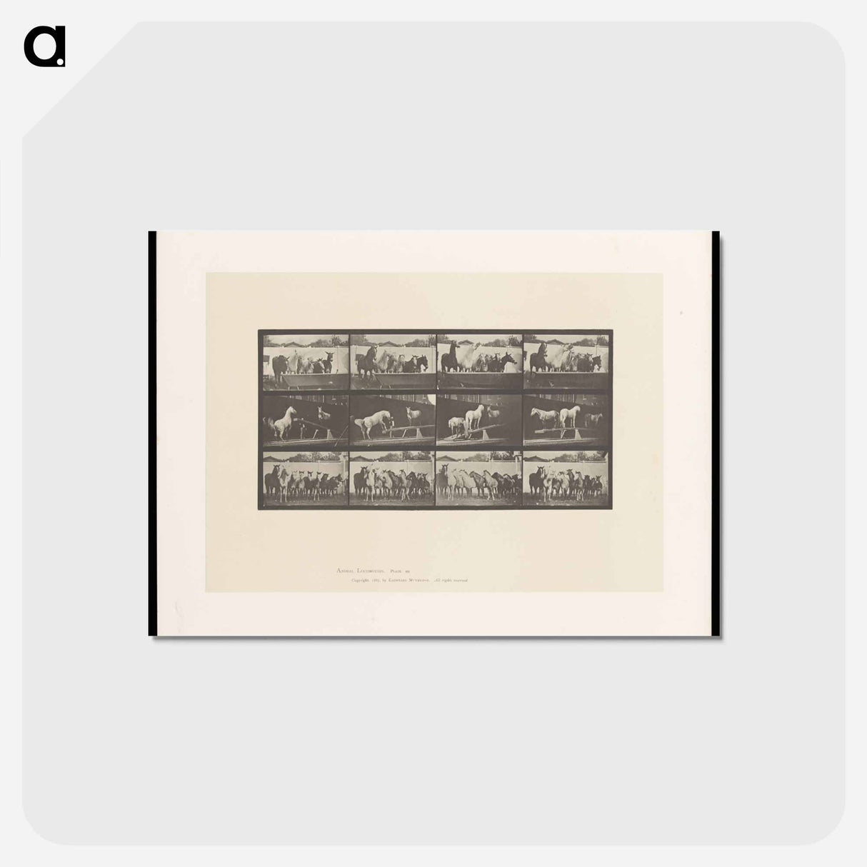 アートポストカード-Ring Bell Horses
- エドワード マイブリッジ Postcard.