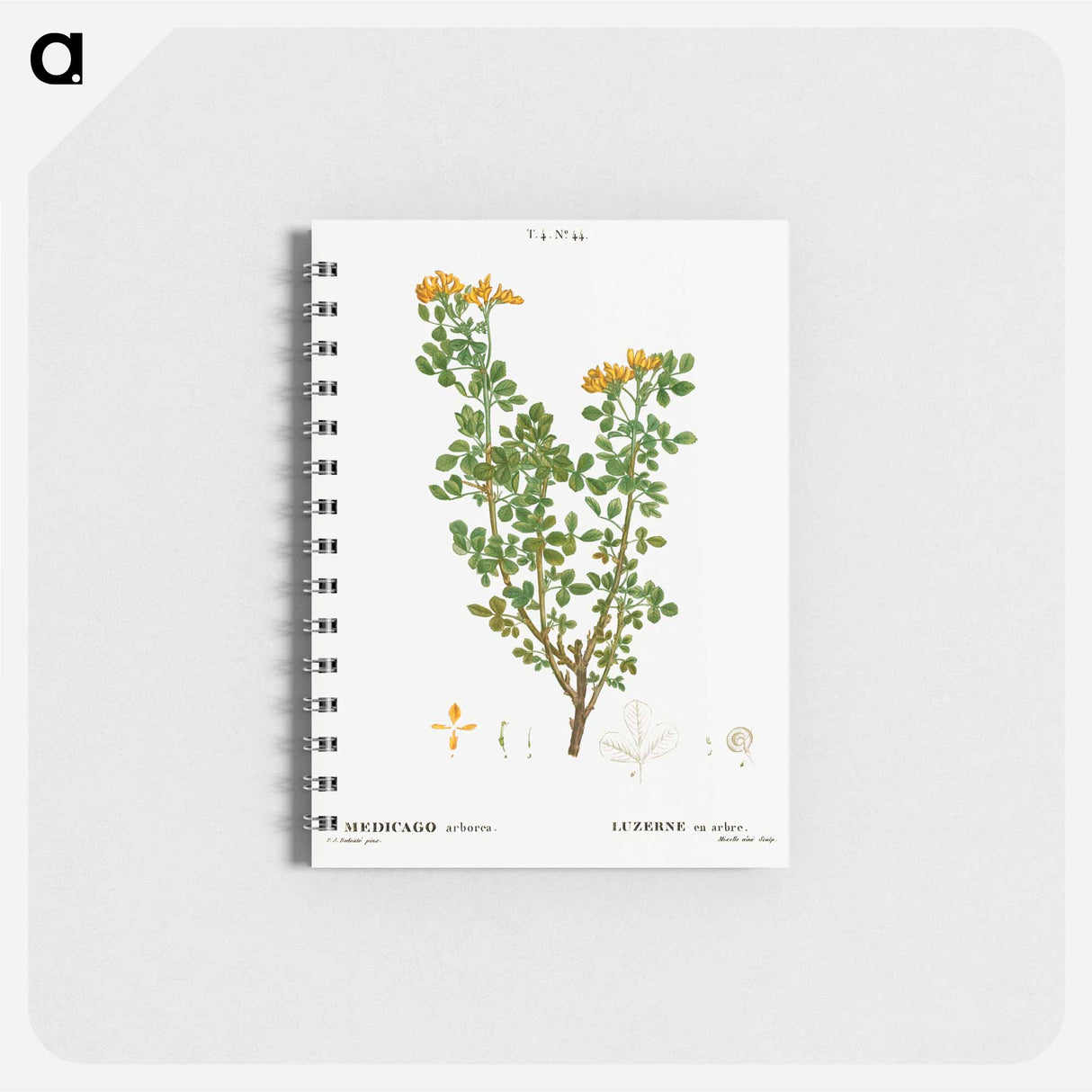 Moon trefoil - ピエール ジョゼフ ルドゥーテ Memo.