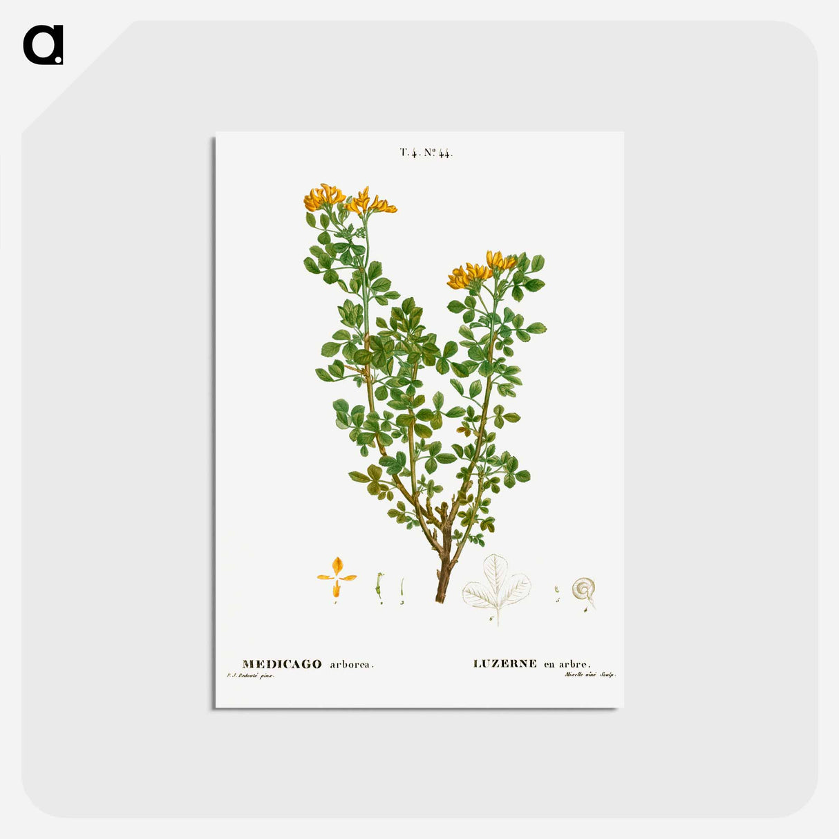 アートポストカード-Moon trefoil - ピエール ジョゼフ ルドゥーテ Postcard.