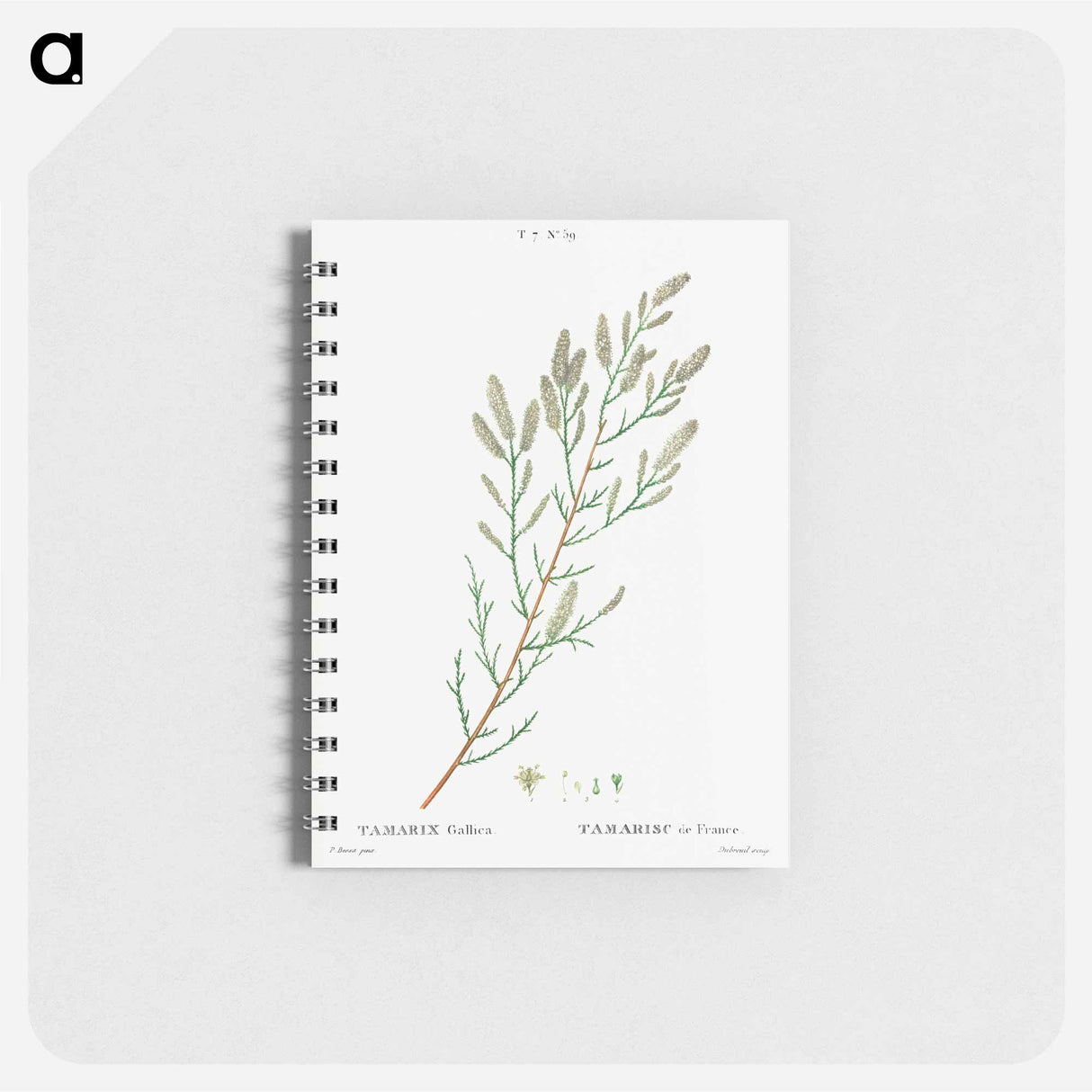 French tamarisk - ピエール ジョゼフ ルドゥーテ Memo.