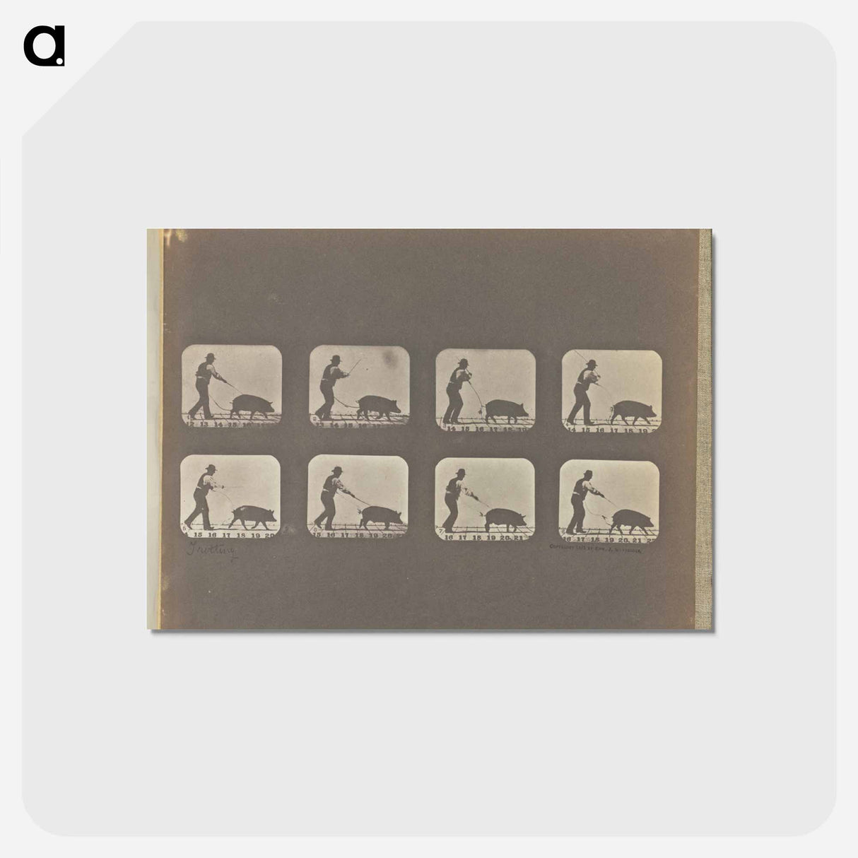 アートポストカード-Trotting
- エドワード マイブリッジ Postcard.