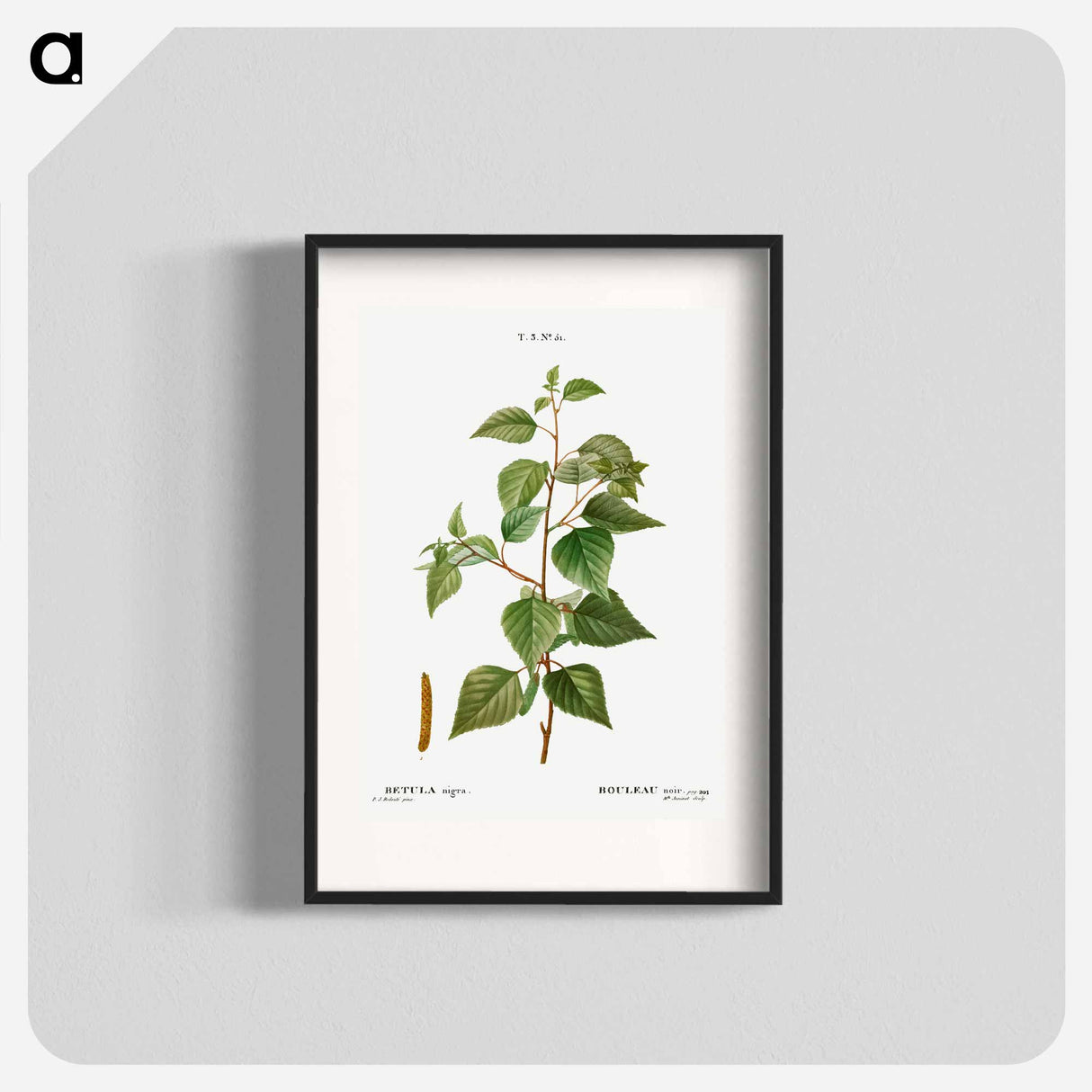 アートポスター-Black birch - ピエール ジョゼフ ルドゥーテ Poster.
