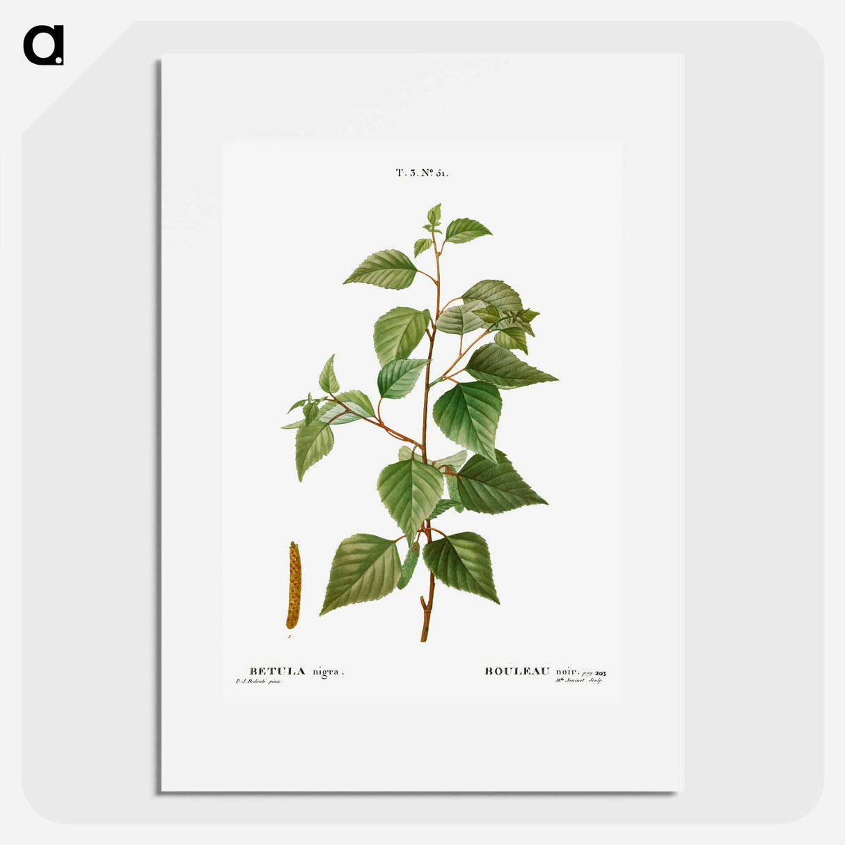 Black birch - Pierre Joseph Redouté Poster.