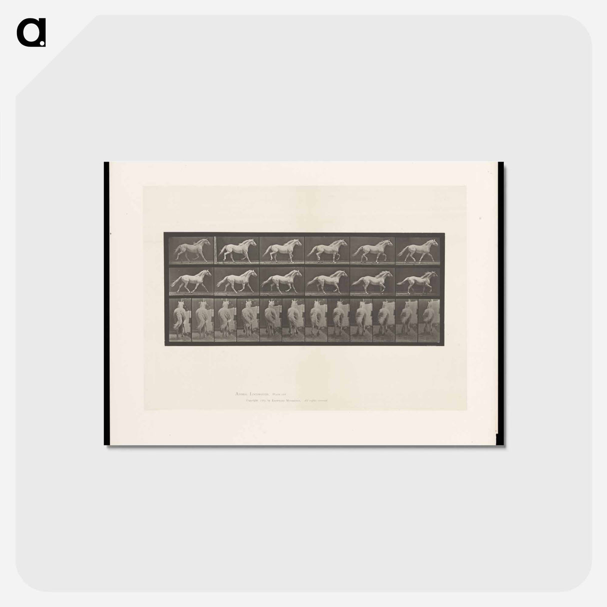 アートポストカード-Cantering Horse
- エドワード マイブリッジ Postcard.