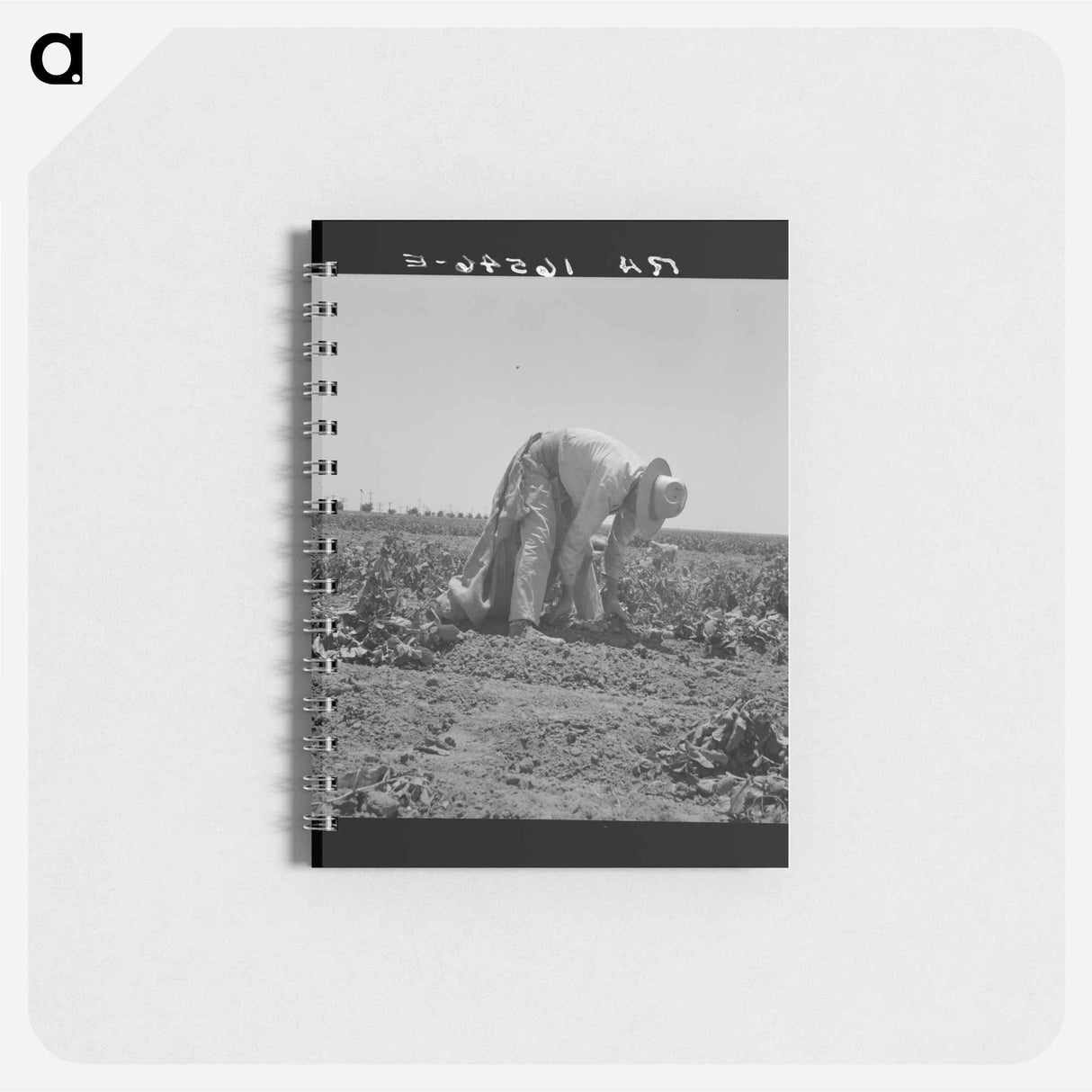Migrant agricultural worker picking potatoes near Shafter, California - ドロテア ラング Memo.
