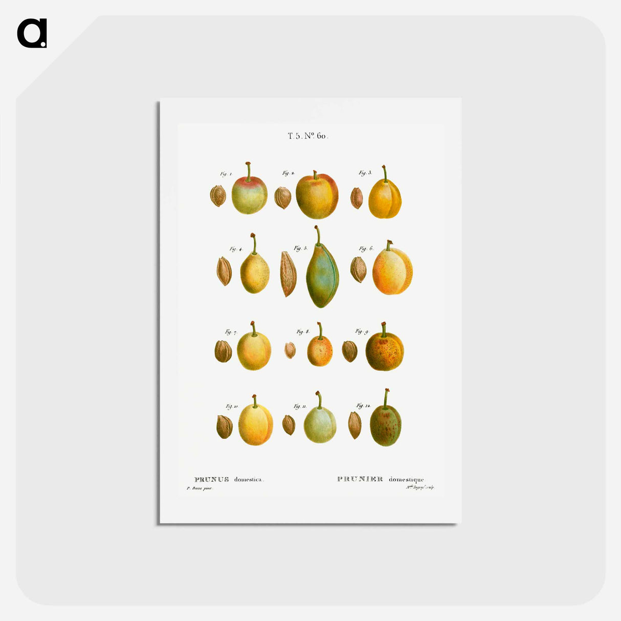 アートポストカード-Common plums, Prunus domestafrom Traité des Arbres et Arbustes que l’on cultive en France en pleine terre - ピエール ジョゼフ ルドゥーテ Postcard.