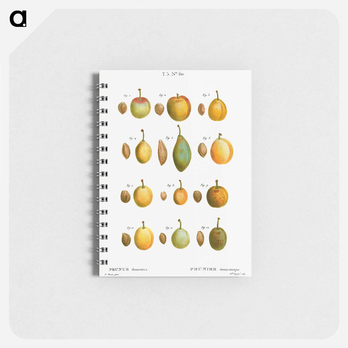 Common plums, Prunus domestafrom Traité des Arbres et Arbustes que l’on cultive en France en pleine terre - ピエール ジョゼフ ルドゥーテ Memo.