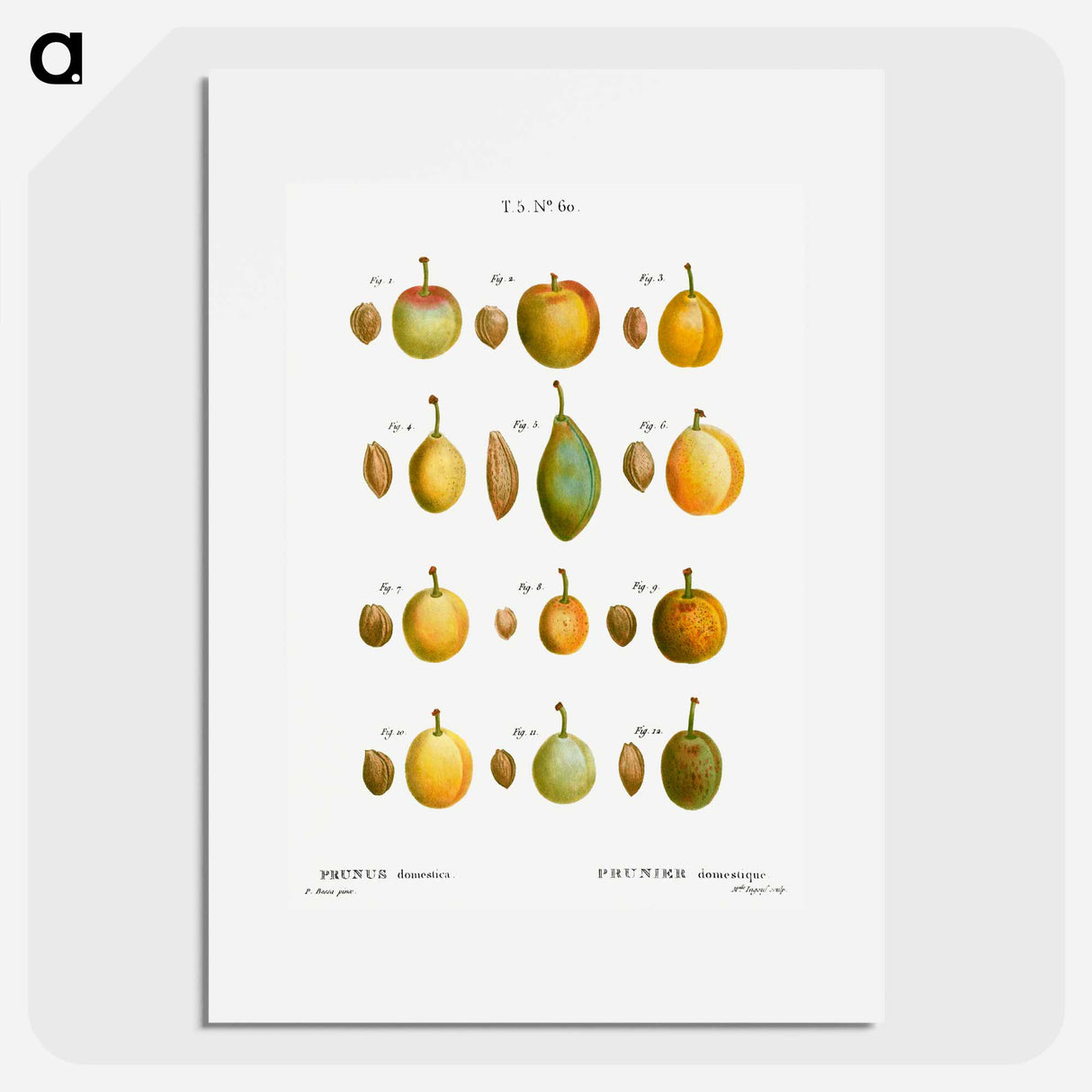 Common plums, Prunus domestafrom Traité des Arbres et Arbustes que l’on cultive en France en pleine terre - ピエール ジョゼフ ルドゥーテ Poster.