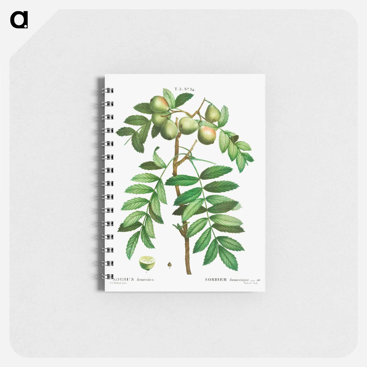 アートメモ帳-Sorb tree (Sorbus domestica) - ピエール ジョゼフ ルドゥーテ Memo.