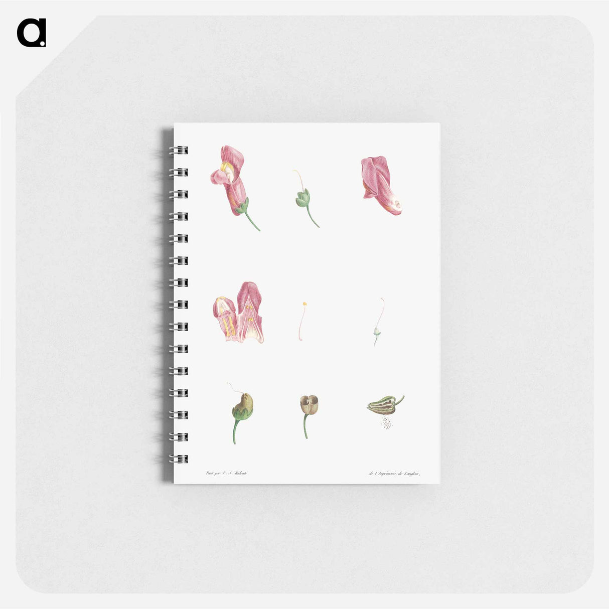 Dragon flowers - ピエール ジョゼフ ルドゥーテ Memo.