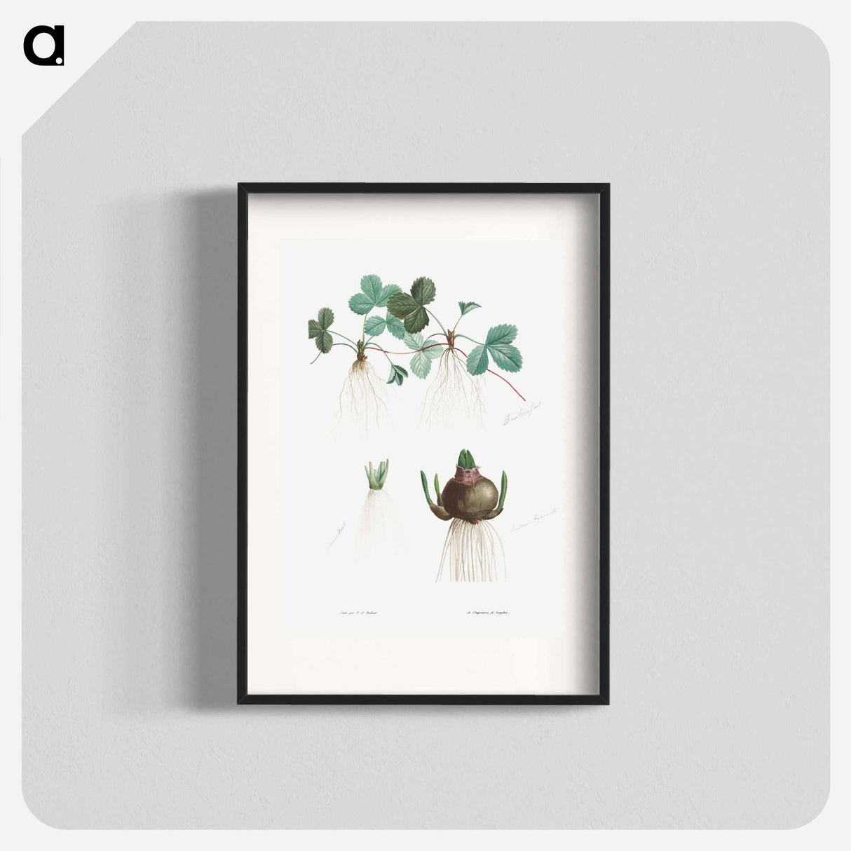 Botanical roots - Pierre Joseph Redouté Poster.