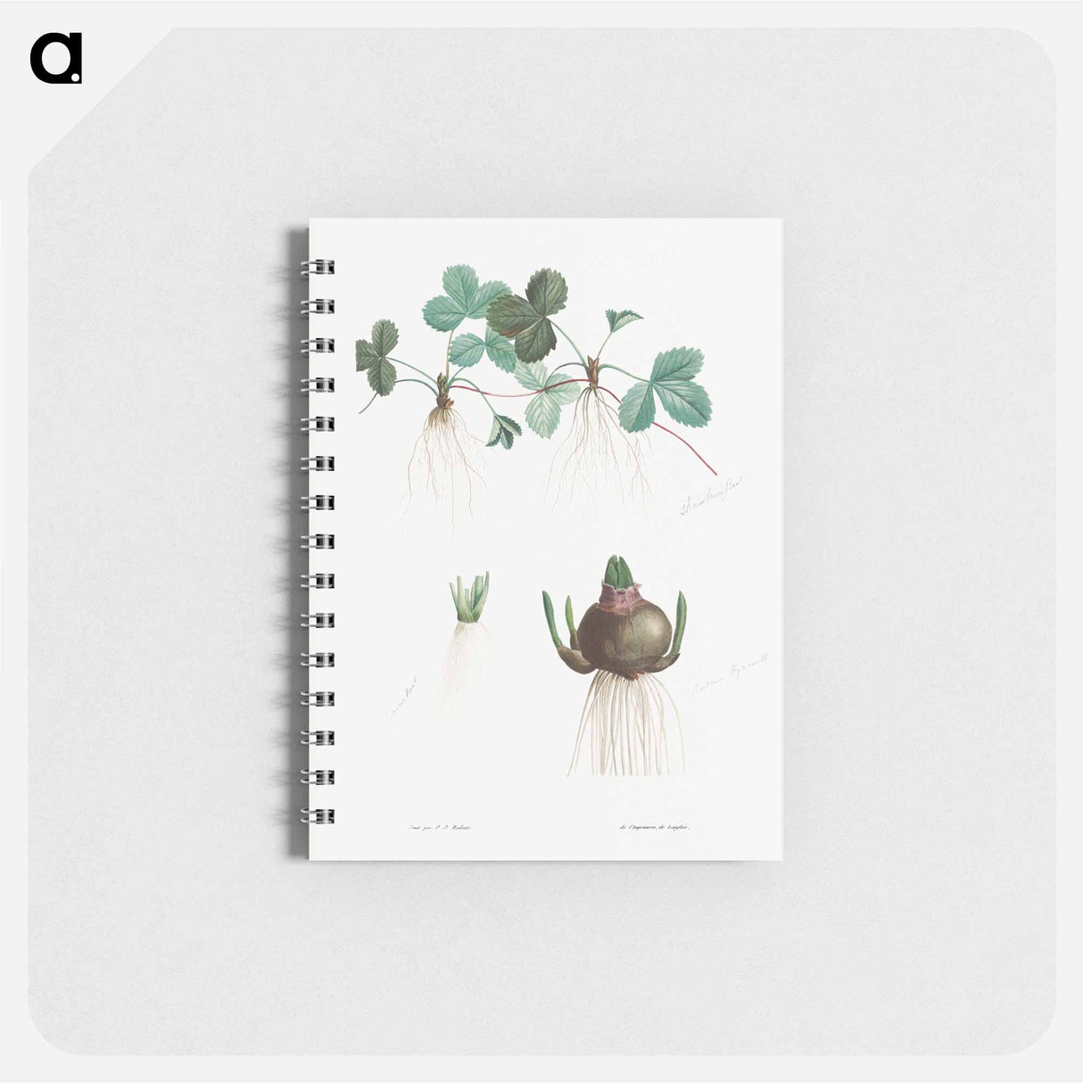 アートメモ帳-Botanical roots - ピエール ジョゼフ ルドゥーテ Memo.