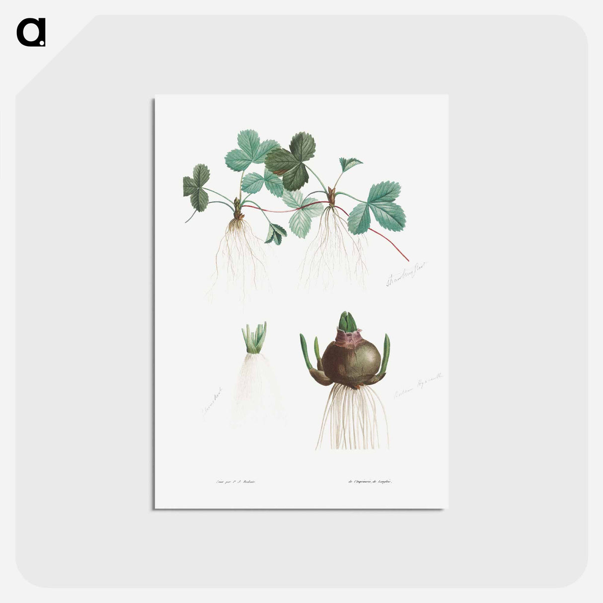 アートポストカード-Botanical roots - ピエール ジョゼフ ルドゥーテ Postcard.