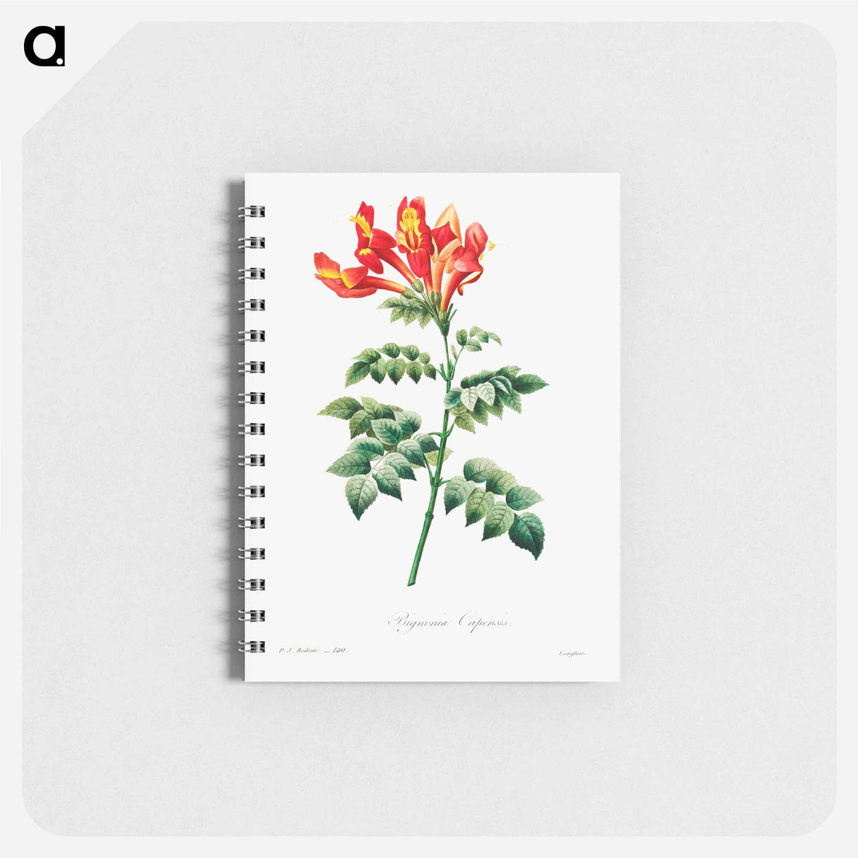 Bignonia capensis - ピエール ジョゼフ ルドゥーテ Memo.