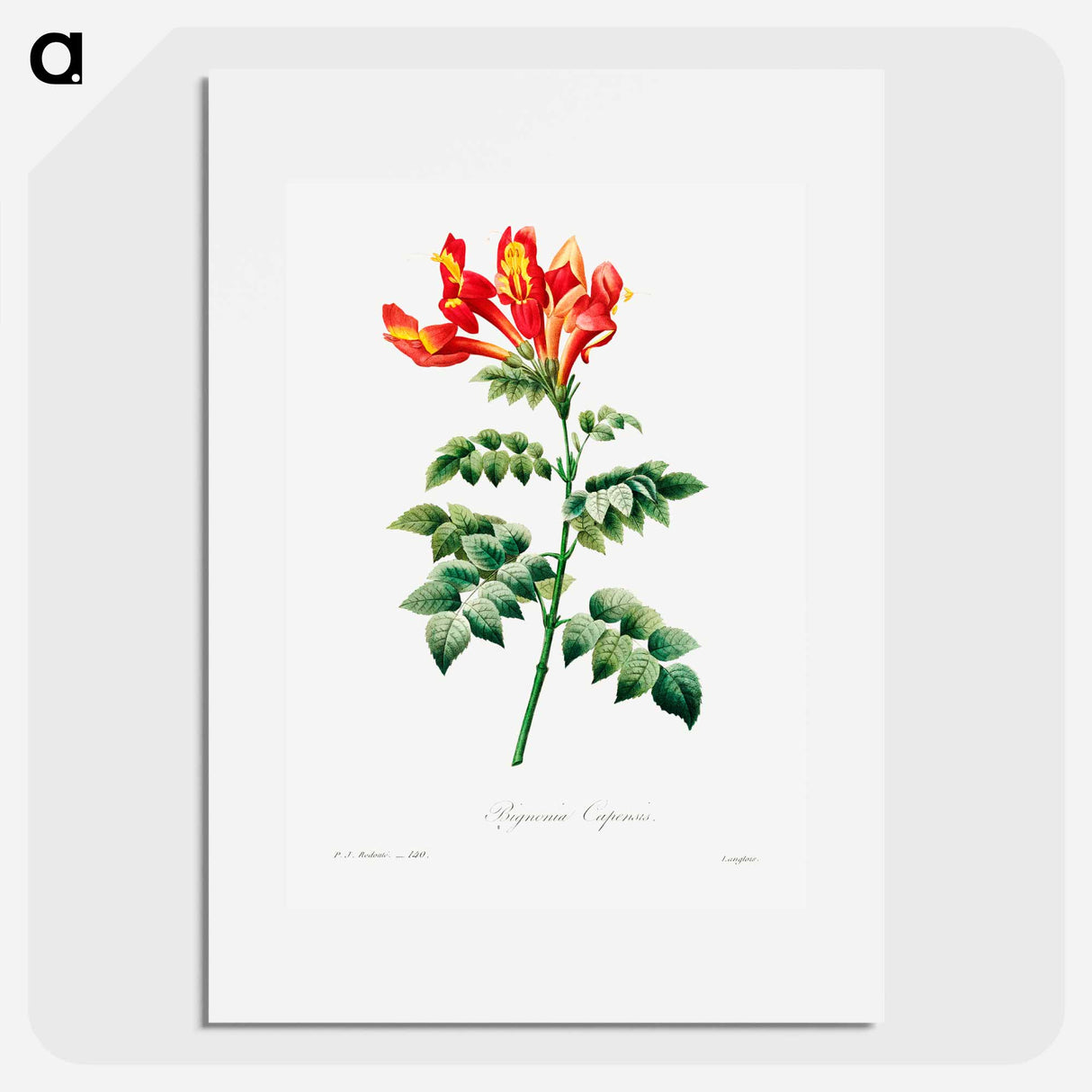 アートポスター-Bignonia capensis - ピエール ジョゼフ ルドゥーテ Poster.