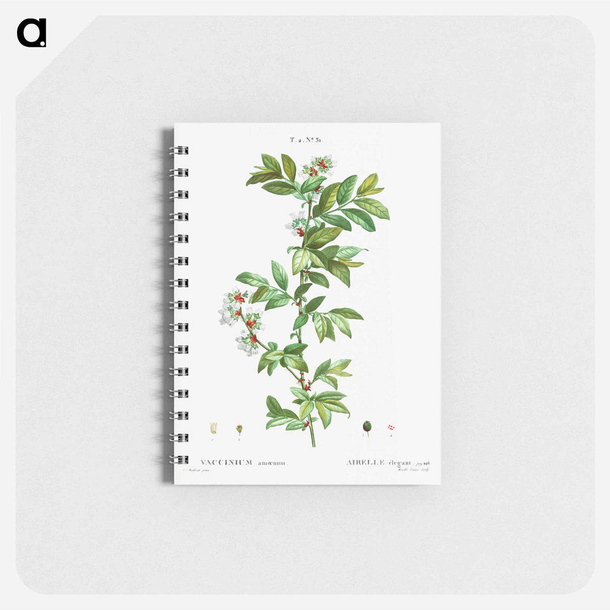 アートメモ帳-Vaccinium amoenum - ピエール ジョゼフ ルドゥーテ Memo.