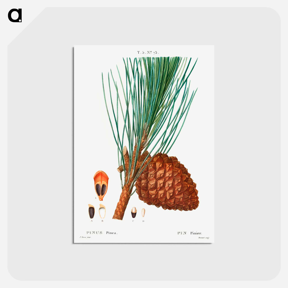 アートポストカード-Stone pine (Pinus pinea) - ピエール ジョゼフ ルドゥーテ Postcard.