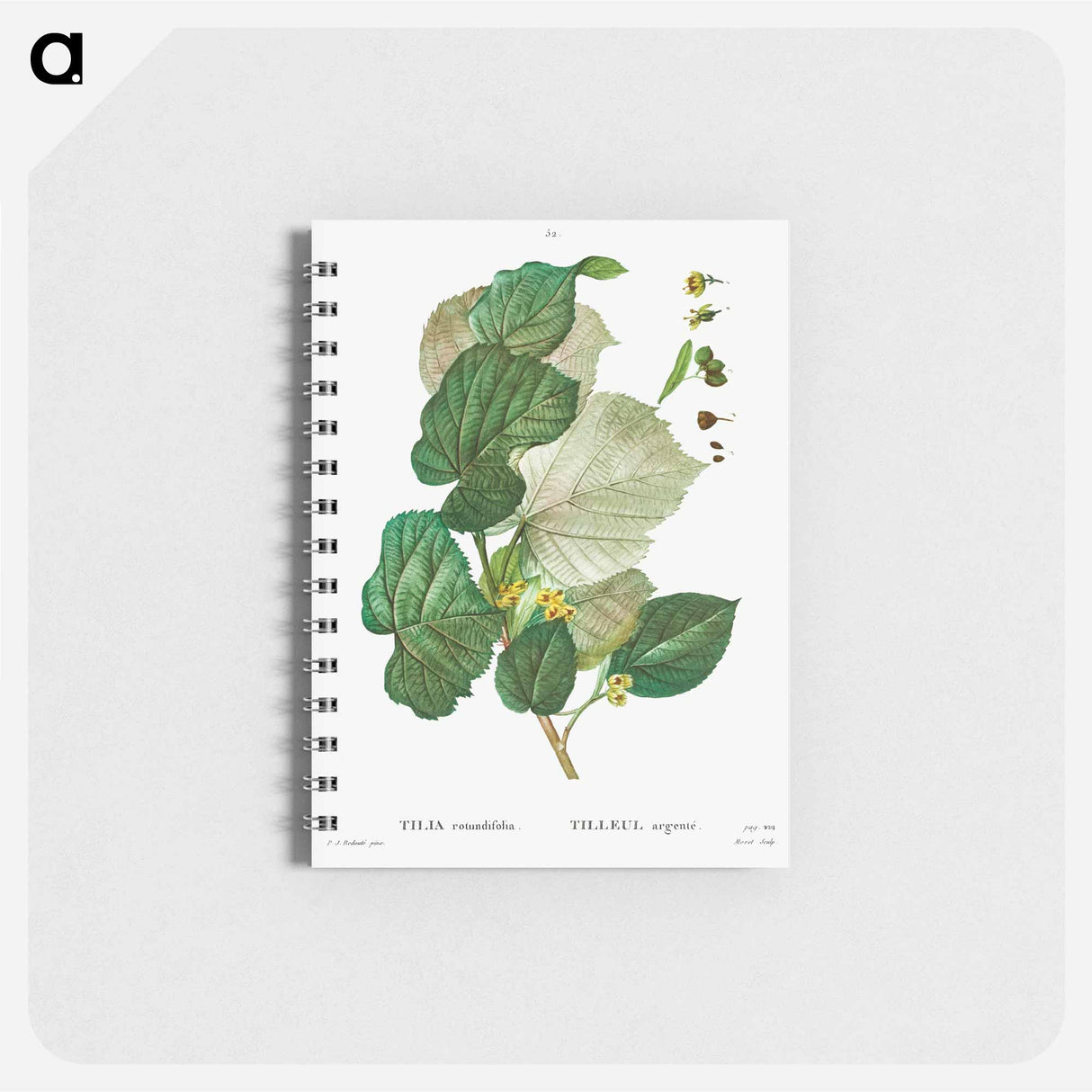 Tilia rotundifolia - ピエール ジョゼフ ルドゥーテ Memo.