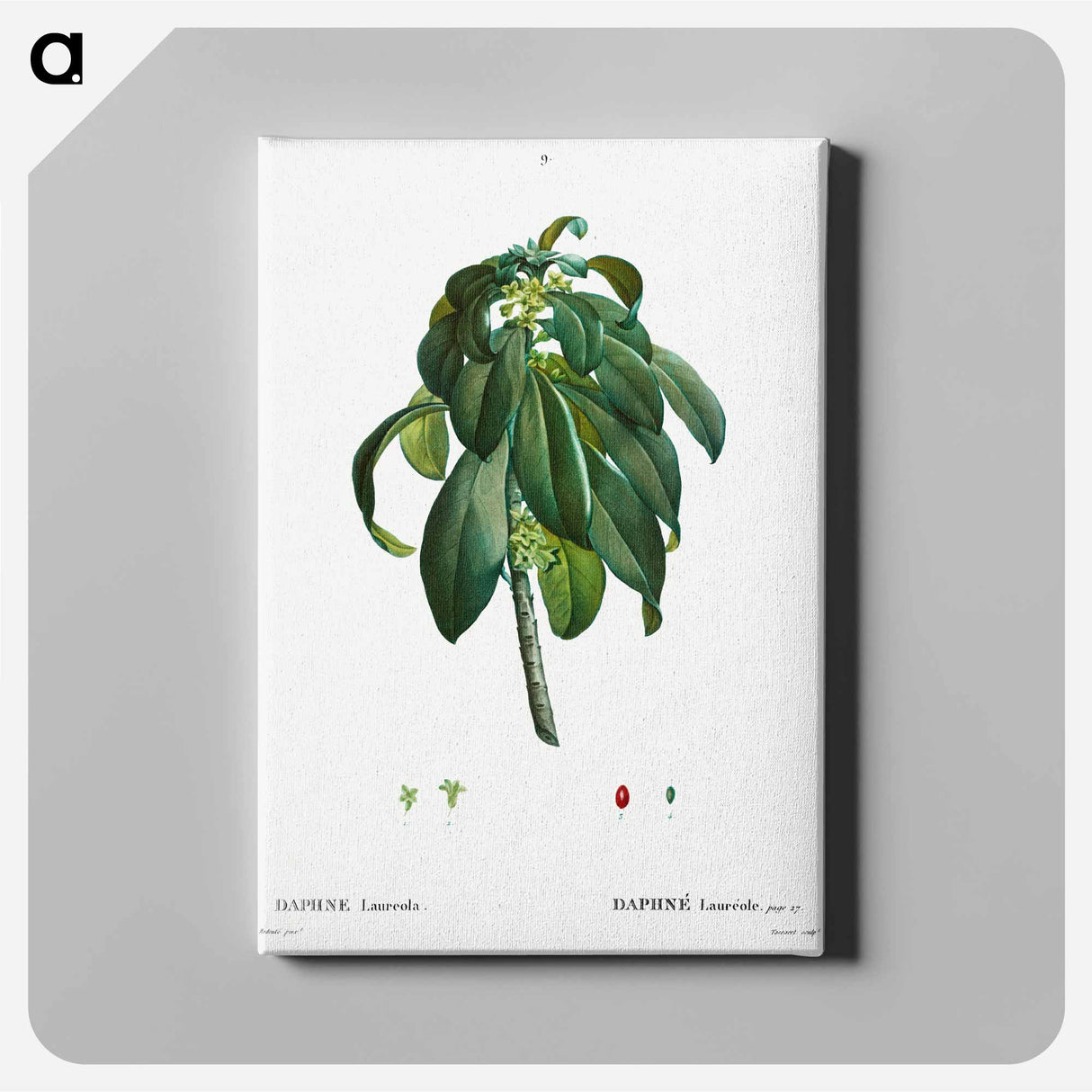アートパネル-Spurge Laurel - ピエール ジョゼフ ルドゥーテ Canvas.